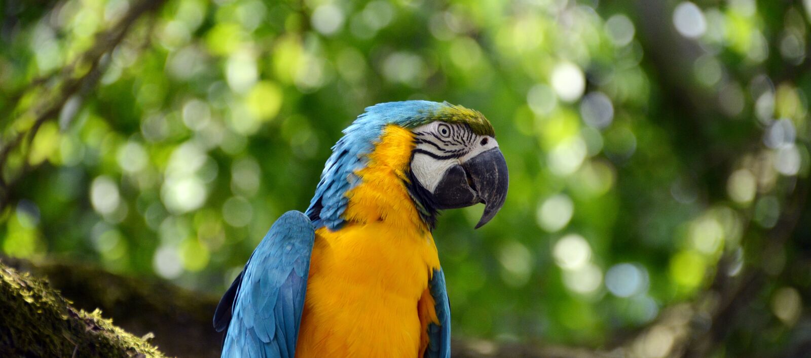 Nikon D5200 sample photo. Parrot, ara, bird photography