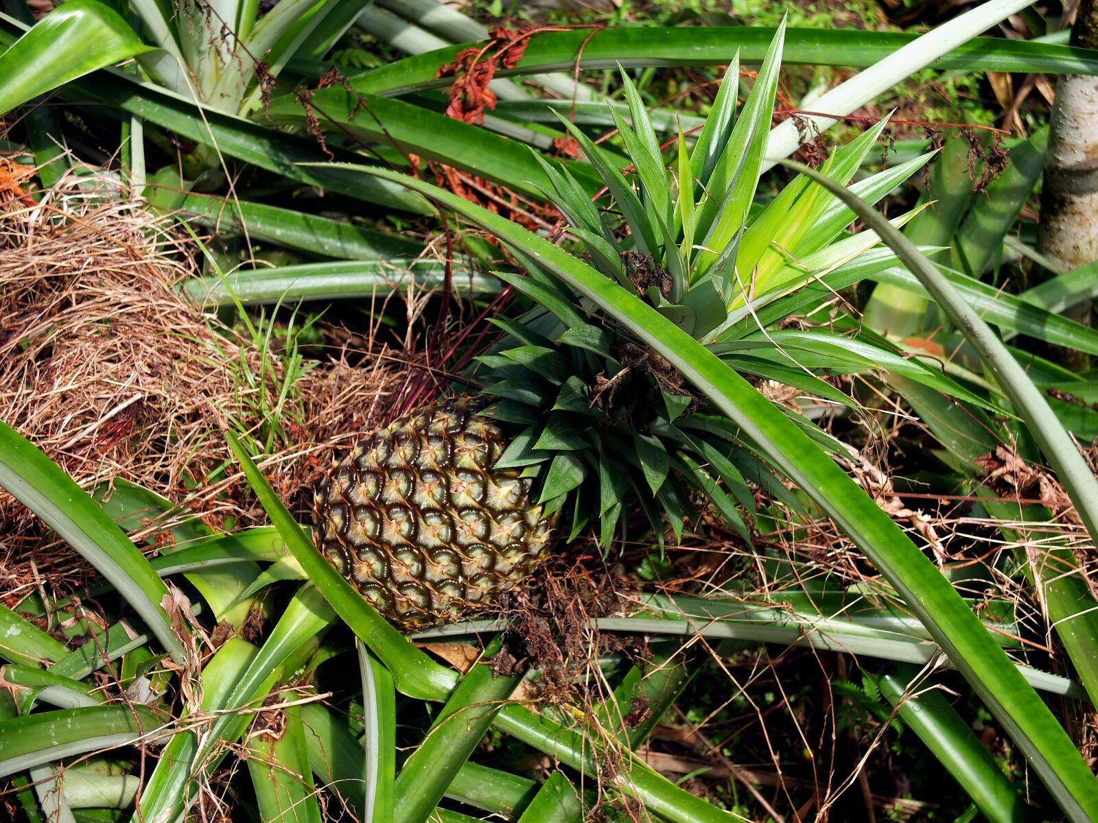 Fujifilm X10 sample photo. Fruit, organic, natural photography