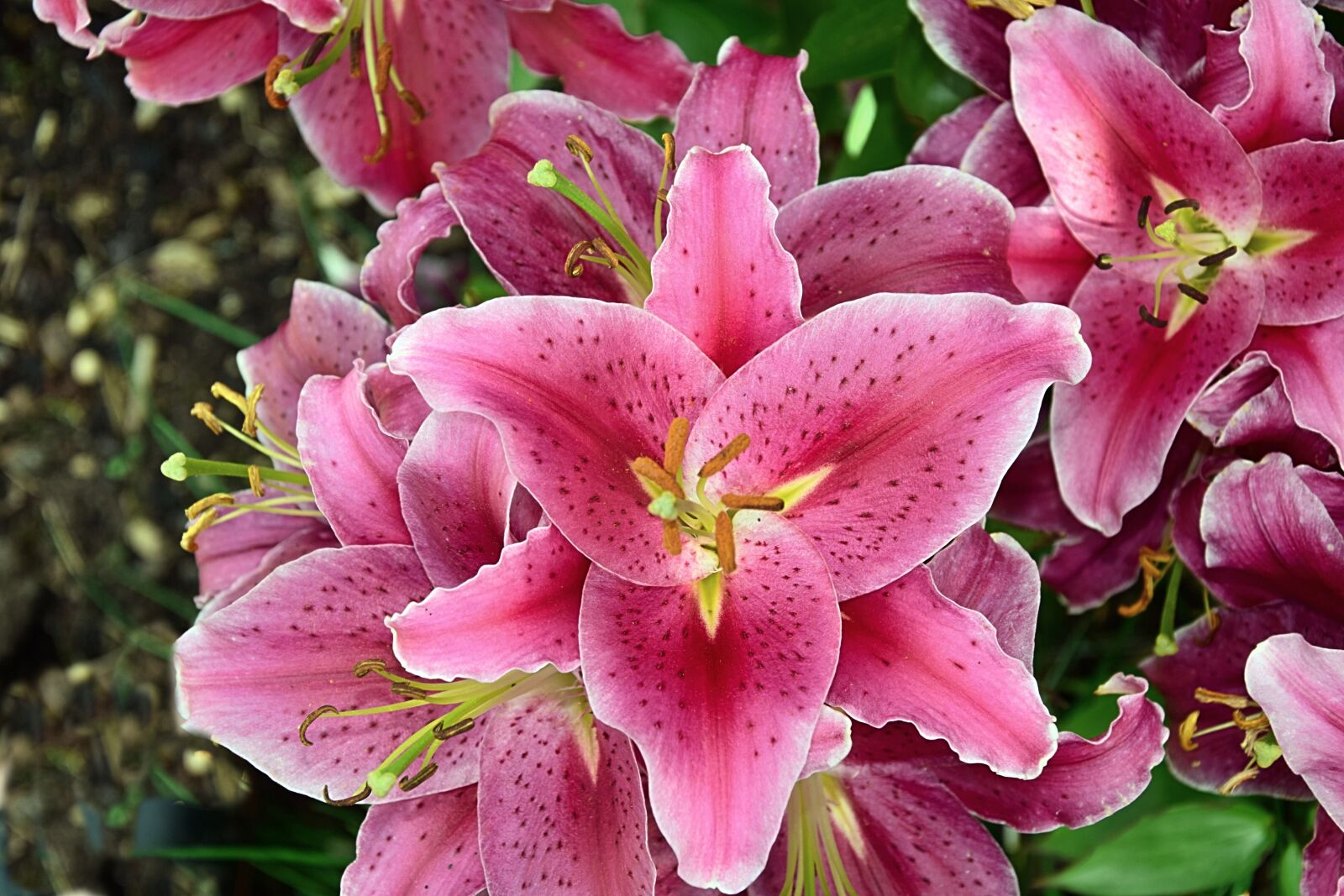 Nikon D3300 sample photo. Lily, daylily, blossomed photography