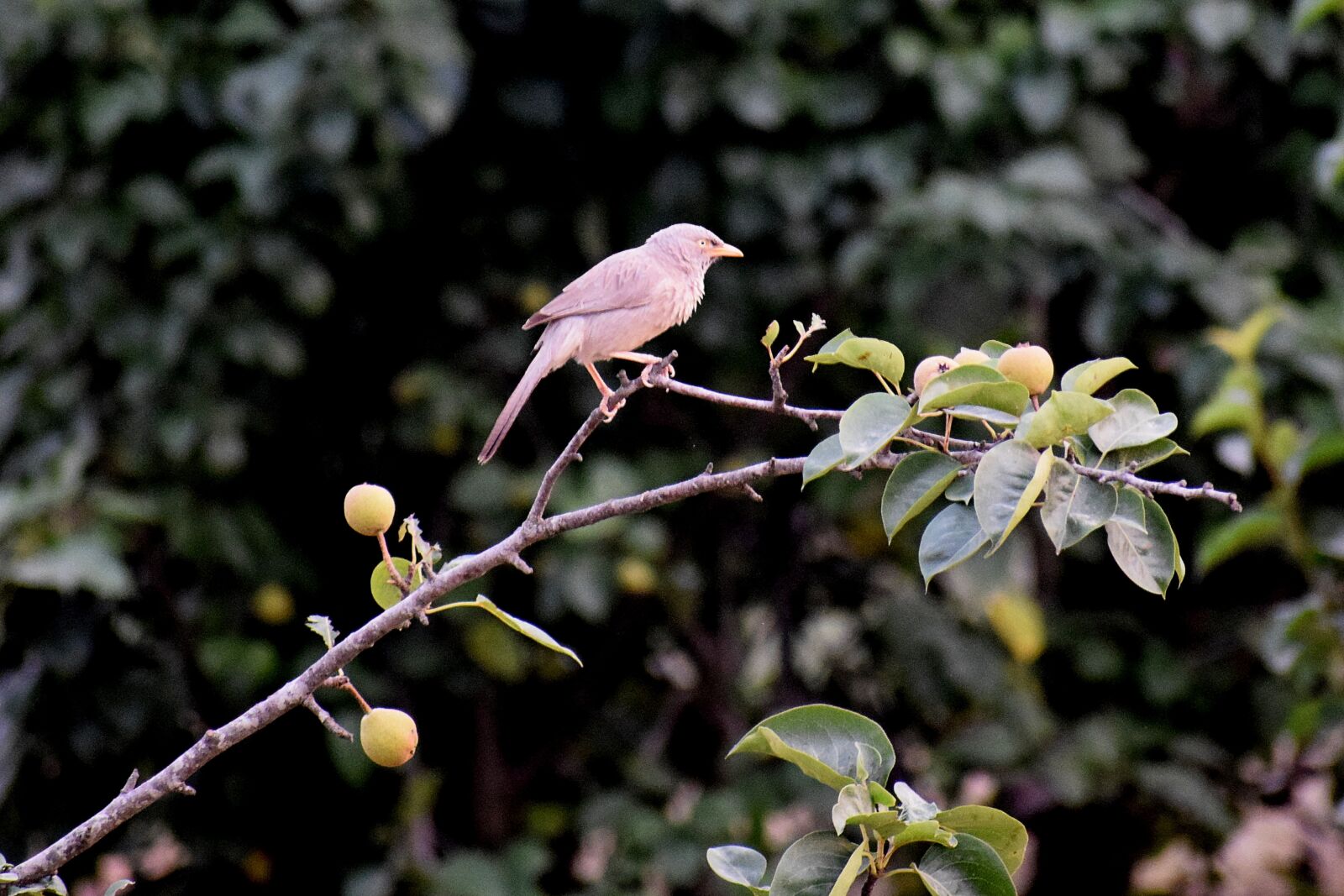 Nikon D3300 sample photo. Bird, nature, animal photography
