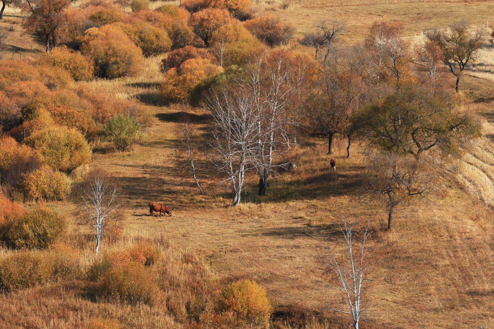 Canon EOS 70D + Canon EF 70-200mm F2.8L IS USM sample photo. Autumn, the scenery, golden photography