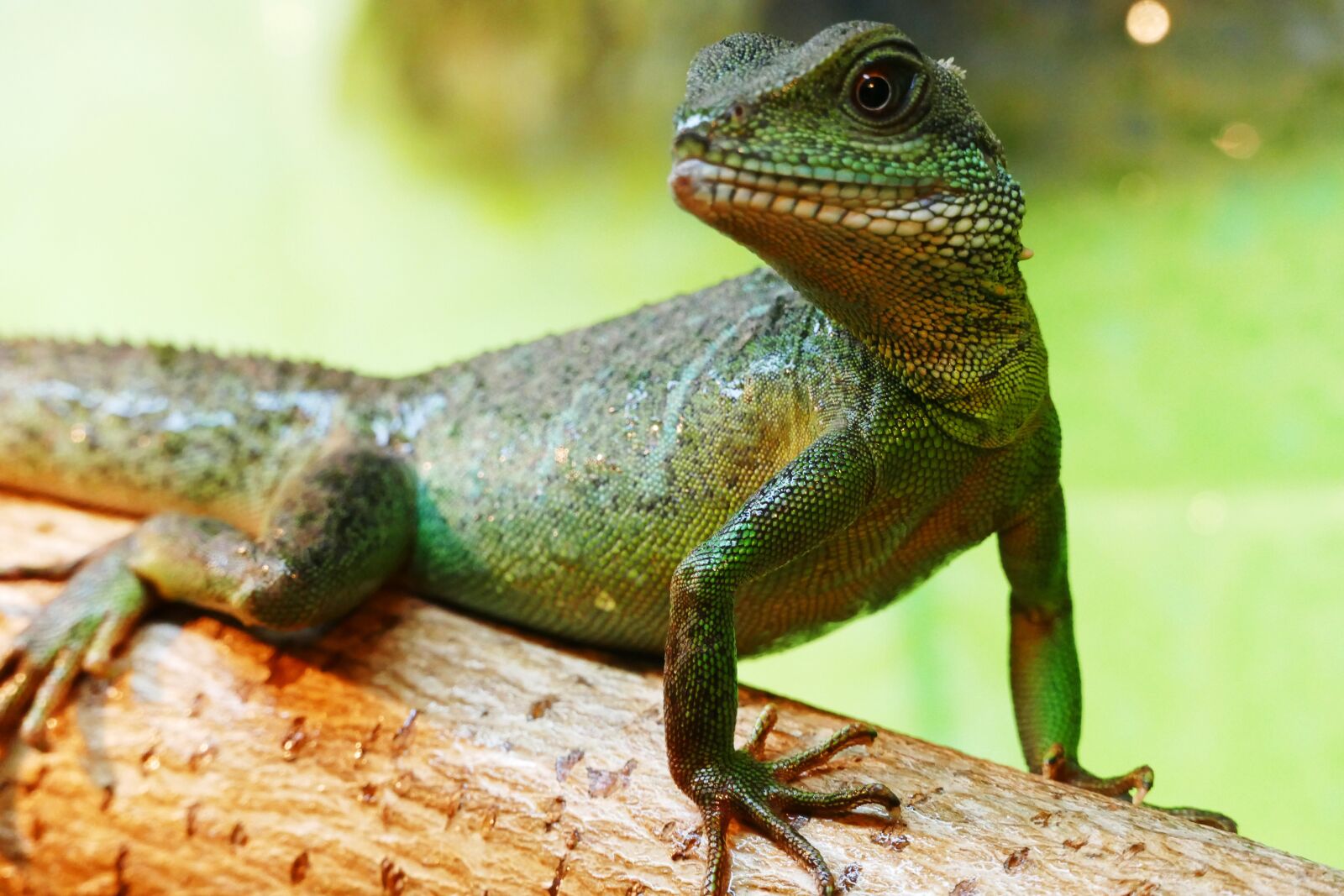 Panasonic Lumix DMC-FZ1000 sample photo. Chinese water dragon, lizard photography