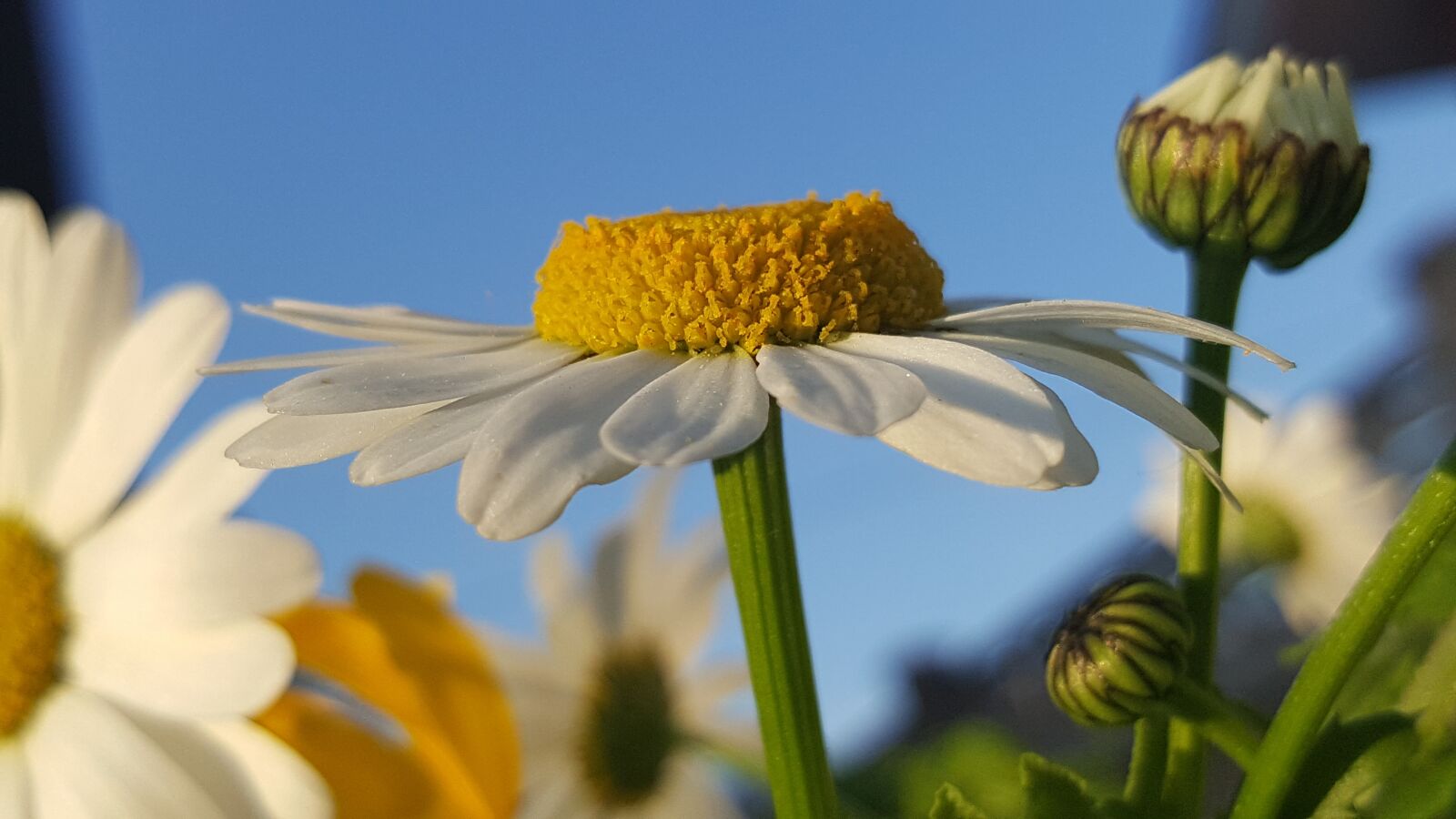 Samsung Galaxy S6 sample photo. Daisy, margaritas, verano photography