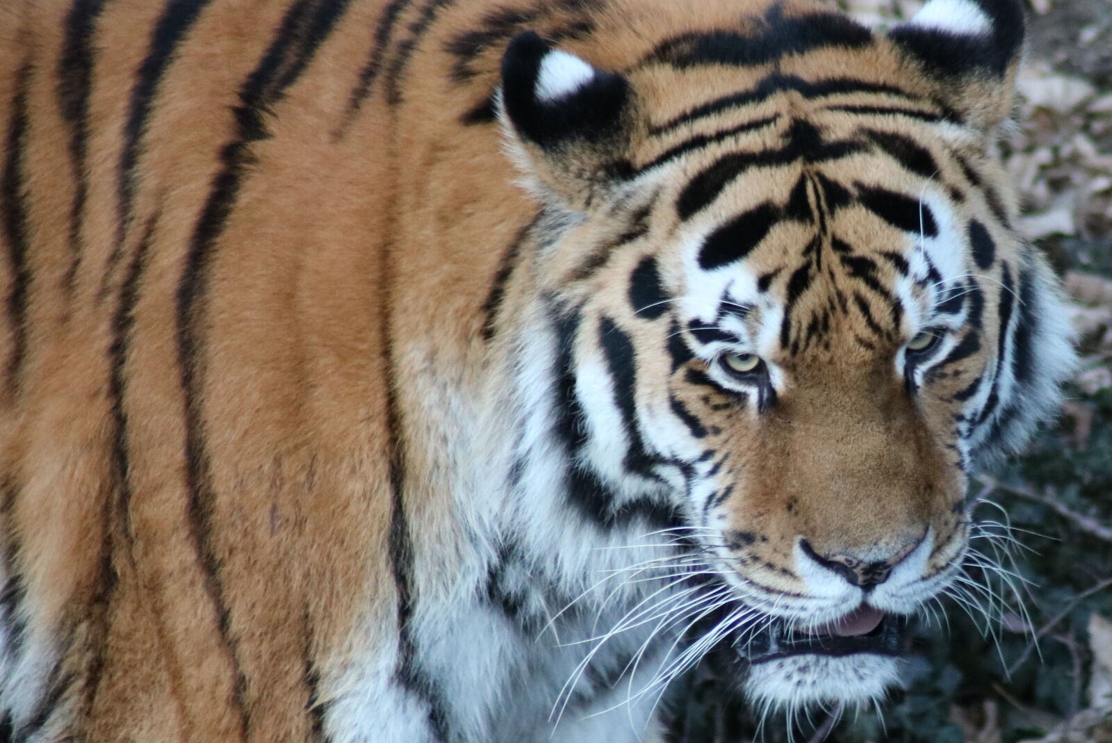 Canon EOS 750D (EOS Rebel T6i / EOS Kiss X8i) sample photo. Tiger, zoo, predator photography