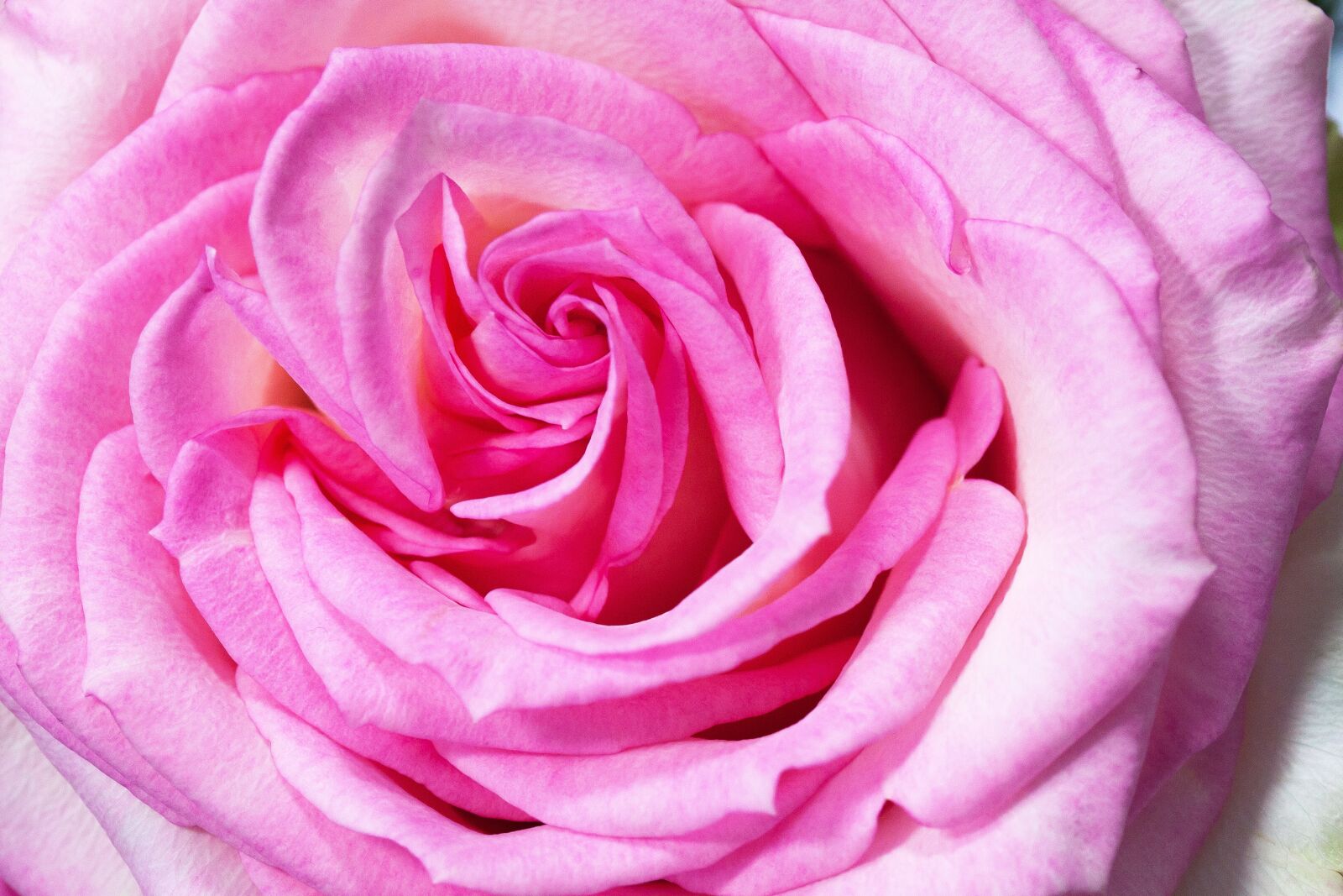 Canon EOS 50D sample photo. Rose, macro, flower photography