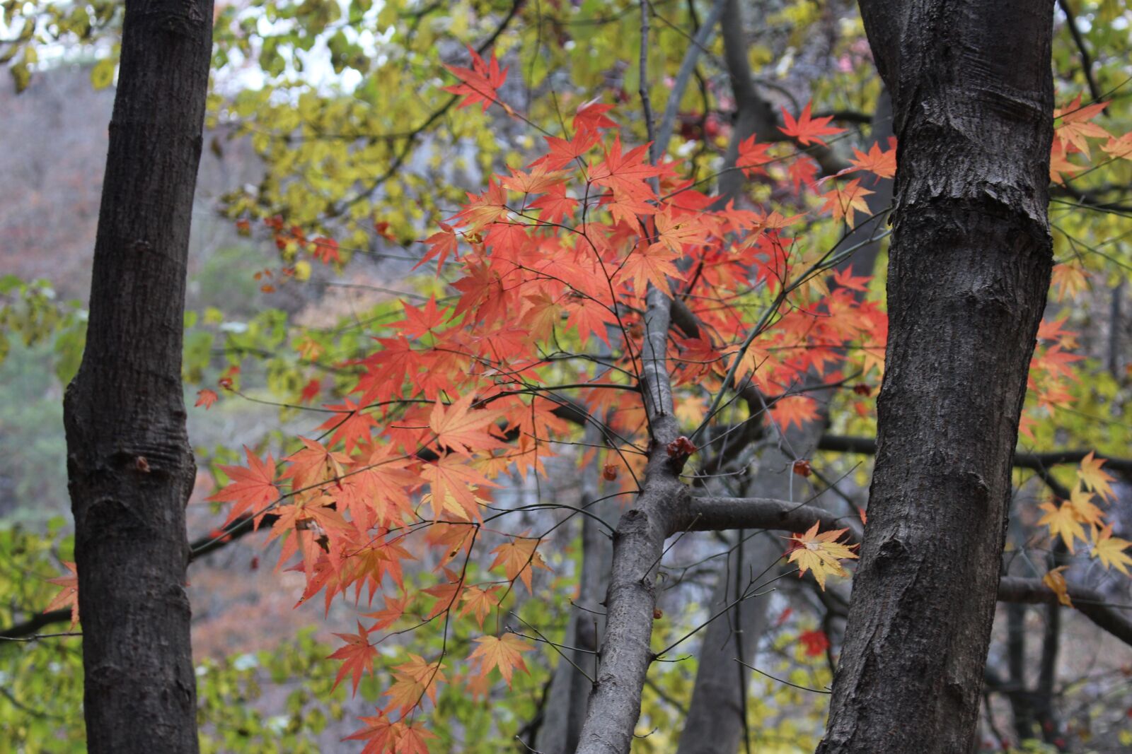 Canon EOS 100D (EOS Rebel SL1 / EOS Kiss X7) sample photo. Autumn, fallen leaves, maple photography