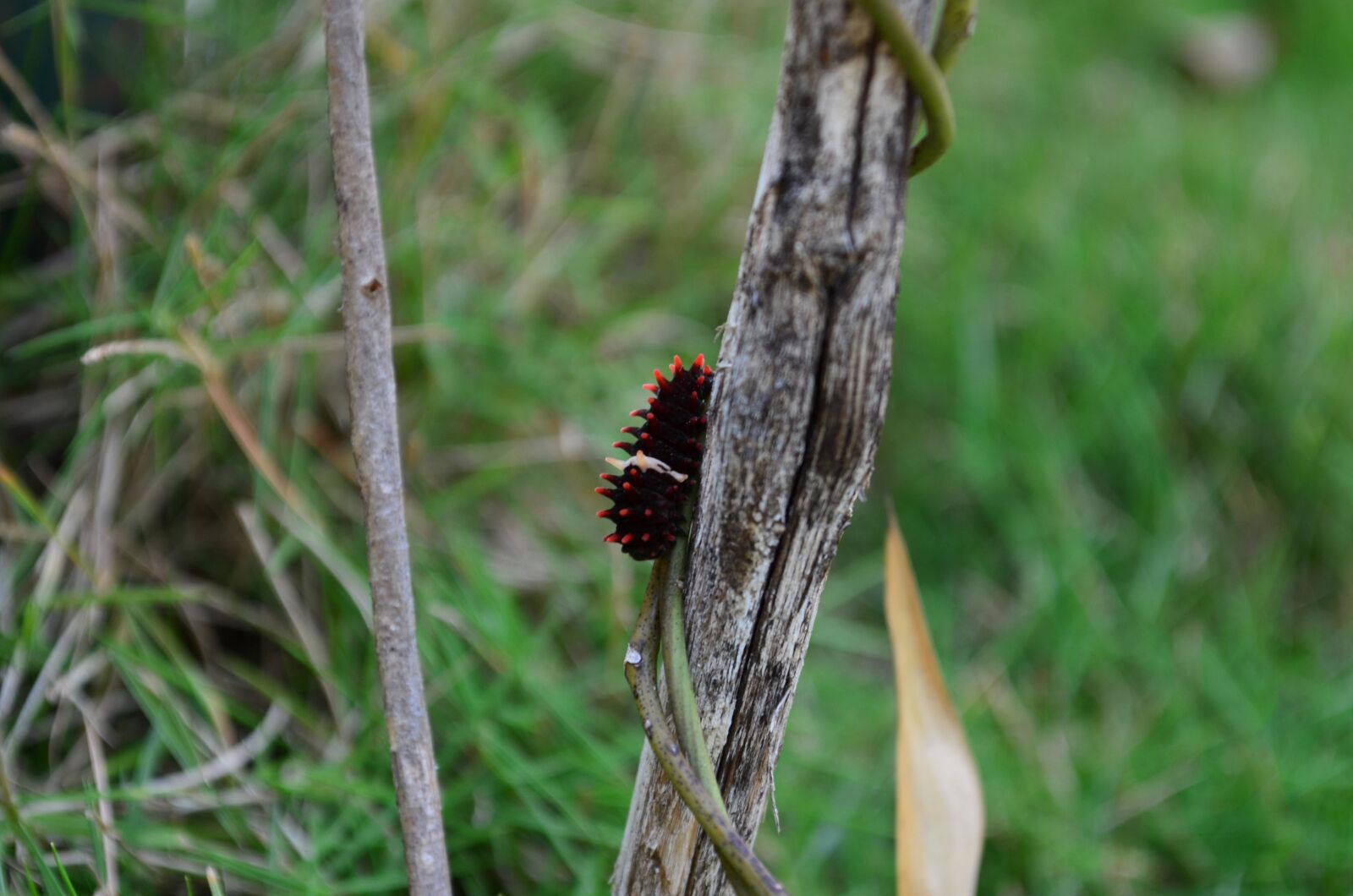 Nikon D5100 sample photo. Caterpillar, insect, herb, larva photography