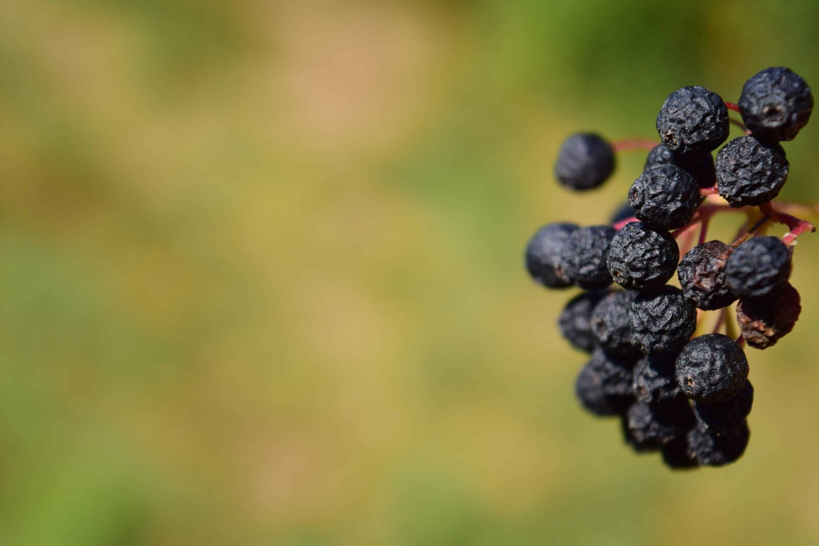 Nikon D3300 sample photo. Berry, plant, flora, shrub photography