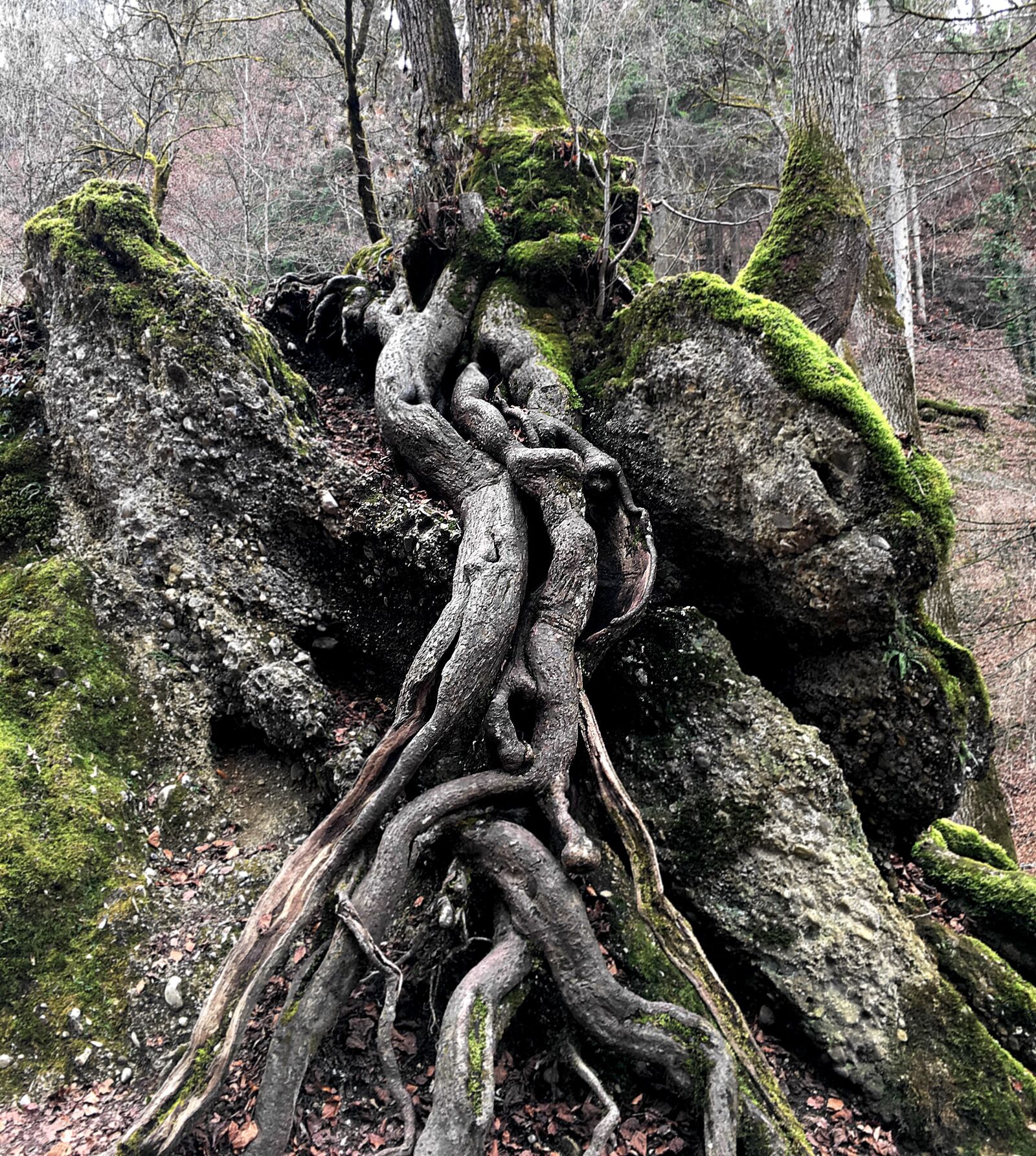 Apple iPhone 6s sample photo. Tree, root, nature photography