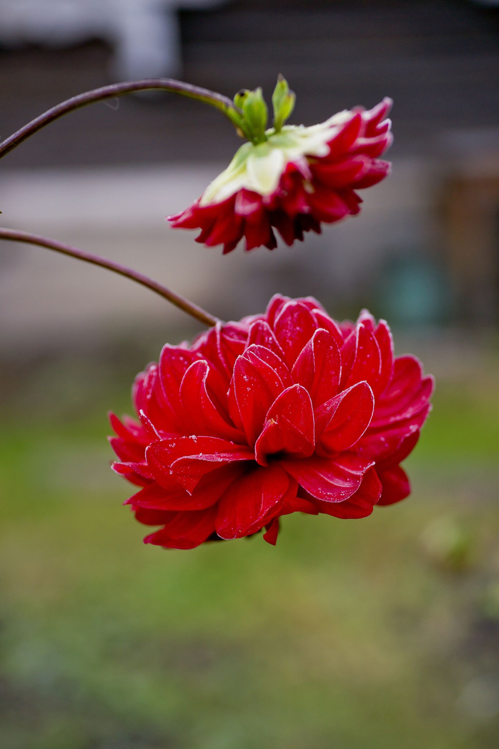 Sony Alpha DSLR-A850 sample photo. Leann, flower, two photography