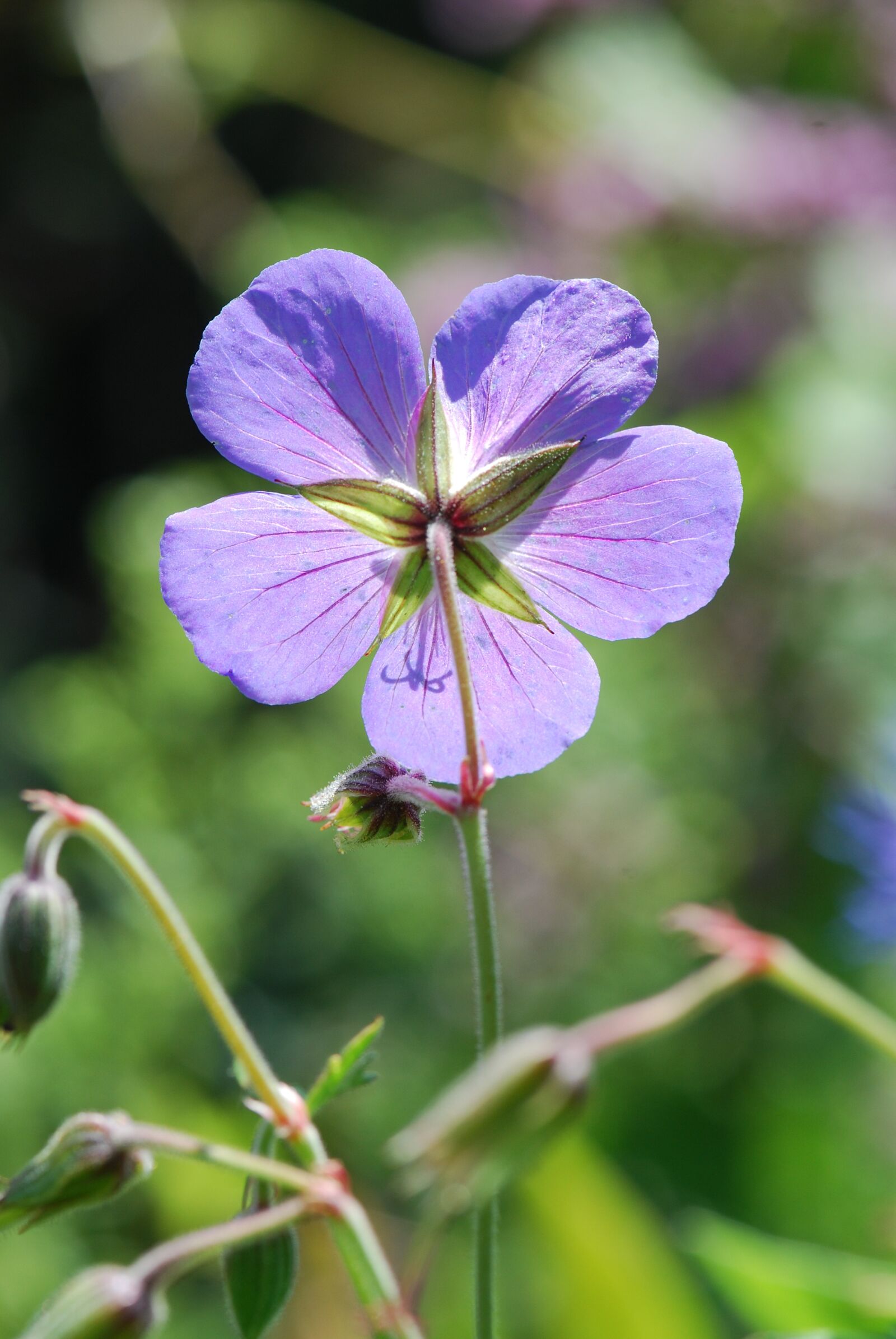 Nikon D40X sample photo. Flower, blossom, bloom photography