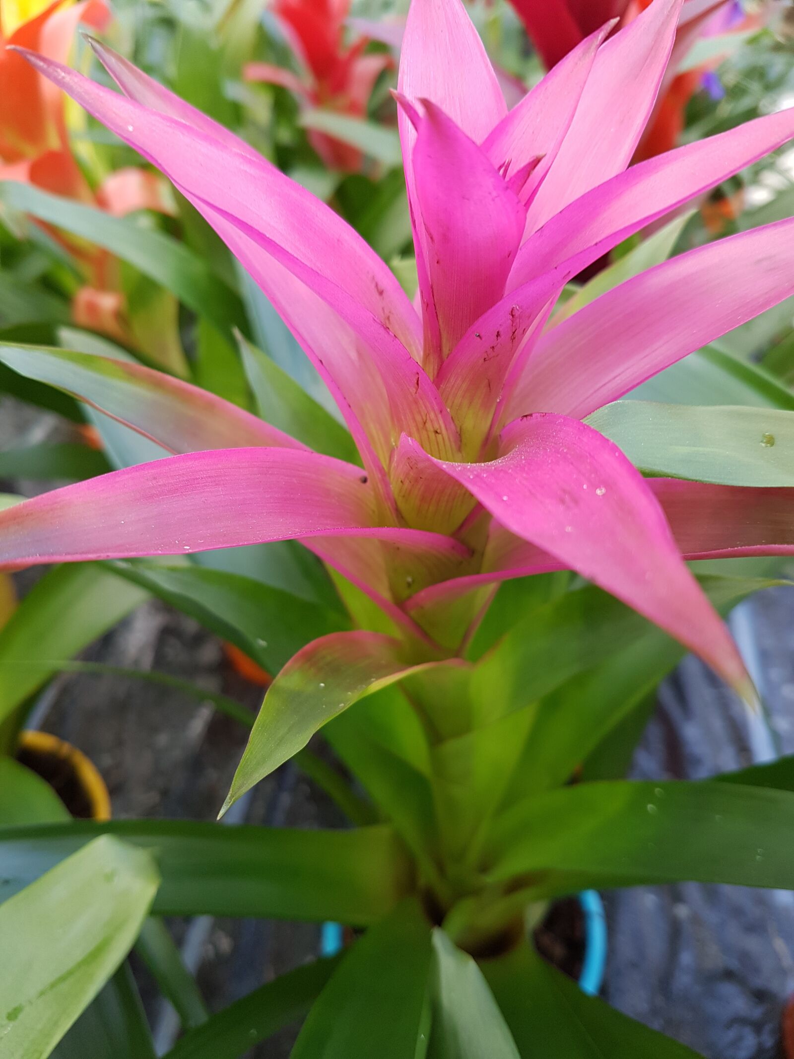 Samsung Galaxy S7 Edge sample photo. Flower, tropical, exotic photography