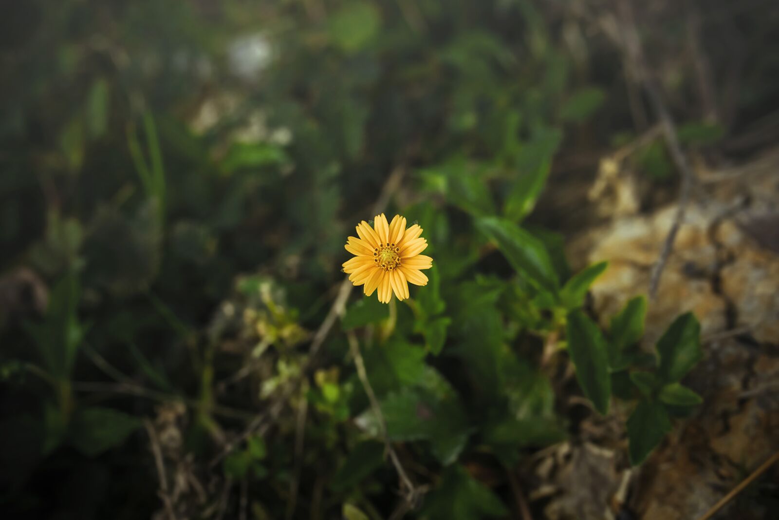Canon EOS 5D Mark III sample photo. Bloom, blooming, blossom photography