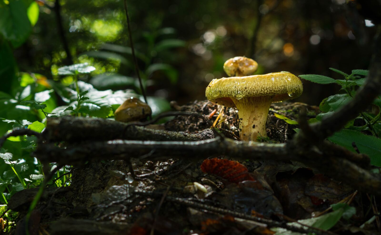 Pentax smc DA 50mm F1.8 sample photo. Fungus, mushroom, nature photography