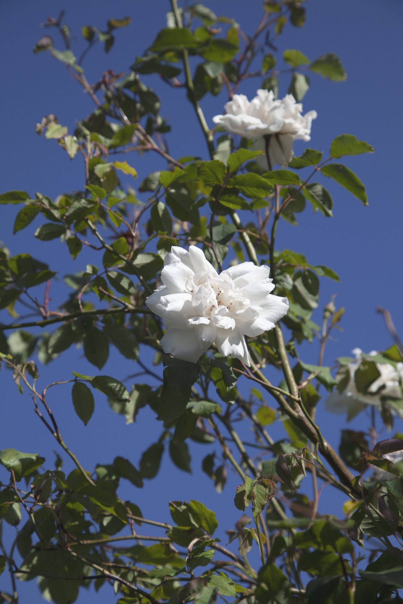 Canon EOS 5D Mark II sample photo. Rambling rose, white, flowers photography