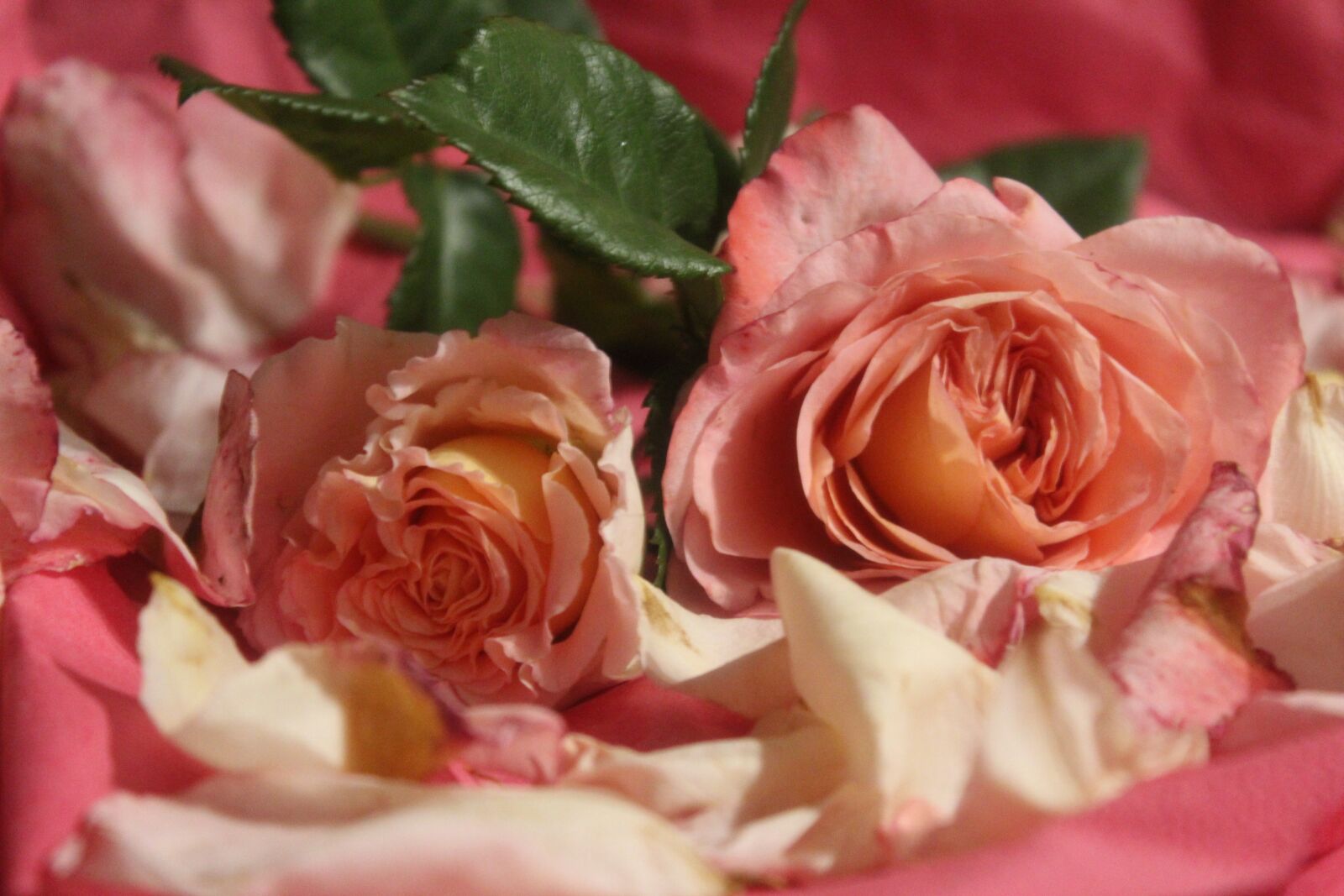 Canon EOS 1300D (EOS Rebel T6 / EOS Kiss X80) sample photo. Rose, white rose, pink photography