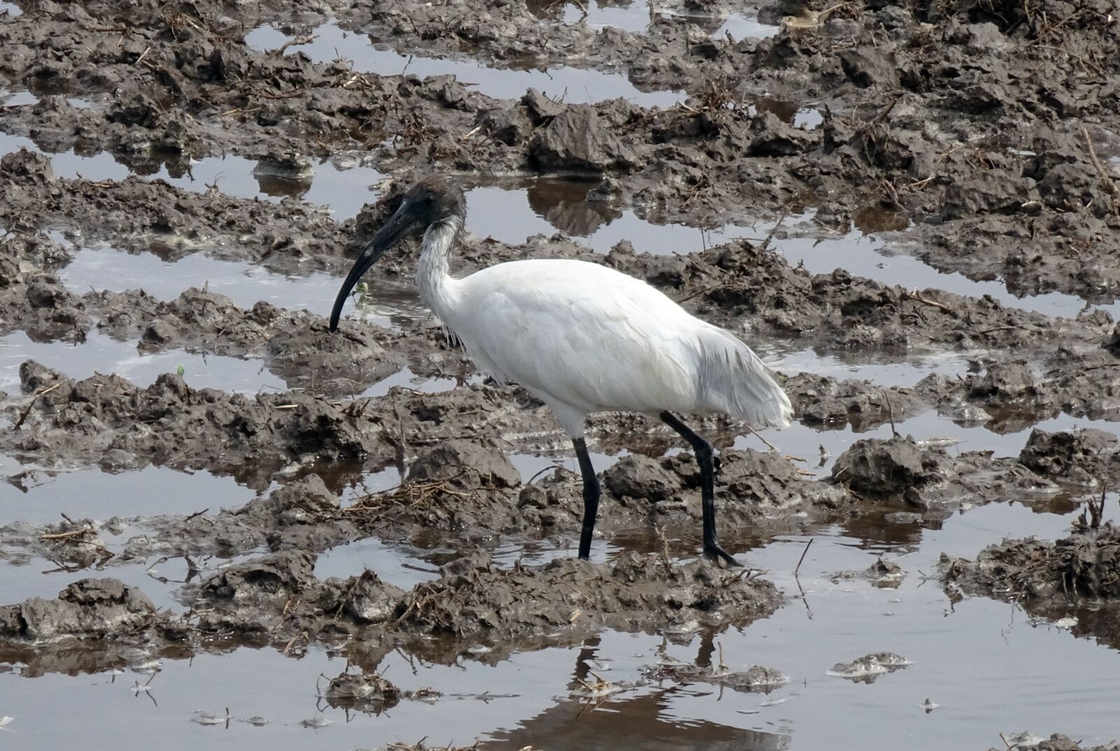 Sony Cyber-shot DSC-HX90V sample photo. Bird, ibis, black-headed ibis photography