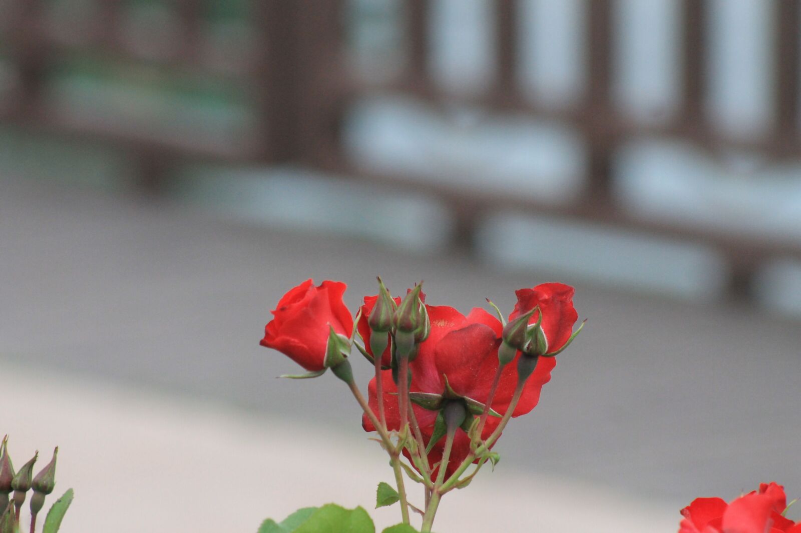 Canon EF75-300mm f/4-5.6 sample photo. Plant, flower, red rose photography
