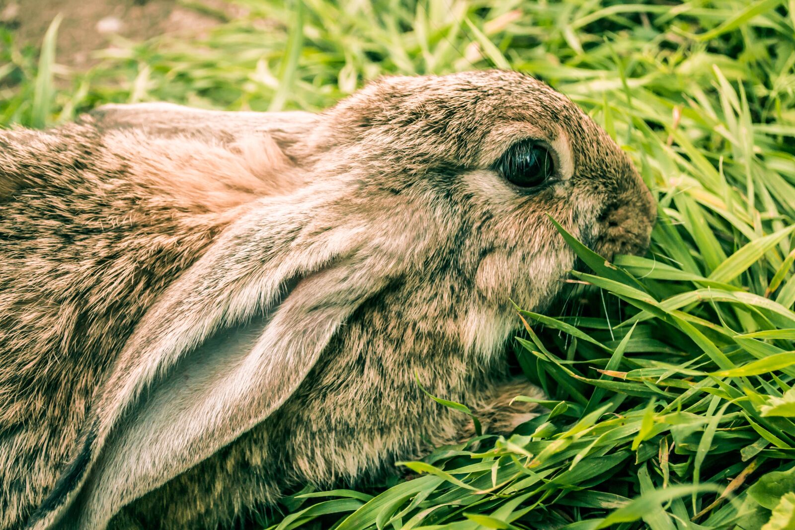 Nikon D3100 sample photo. Rabbit, cute, hare photography