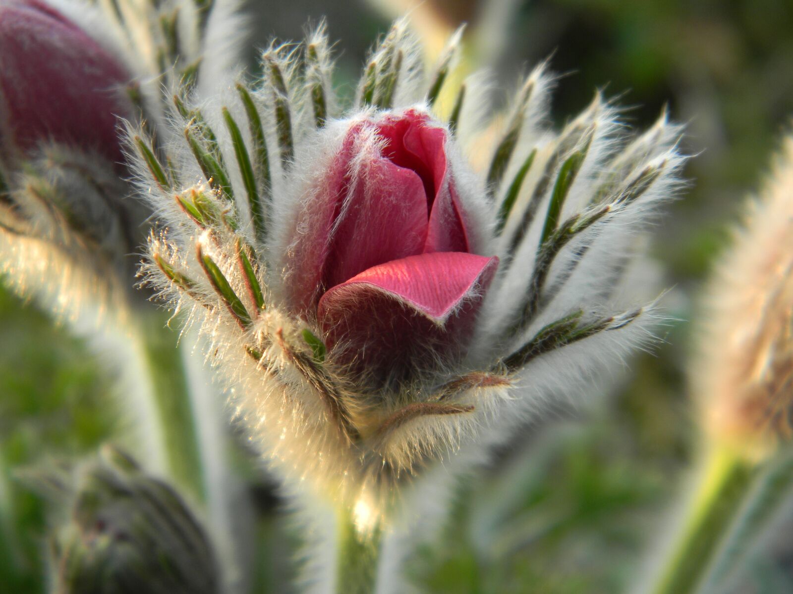 Nikon Coolpix L110 sample photo. Nature, flower, plant photography