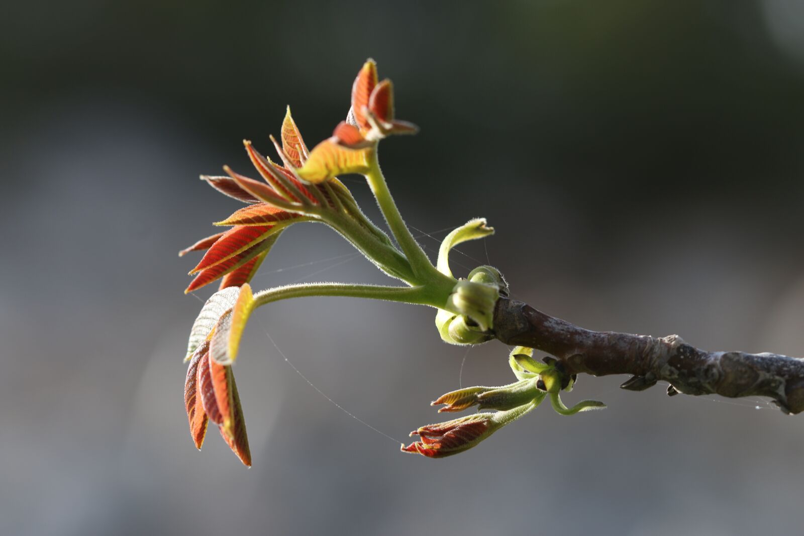 Canon EOS 70D + Canon EF 100mm F2.8 Macro USM sample photo. Green, flower, garden photography