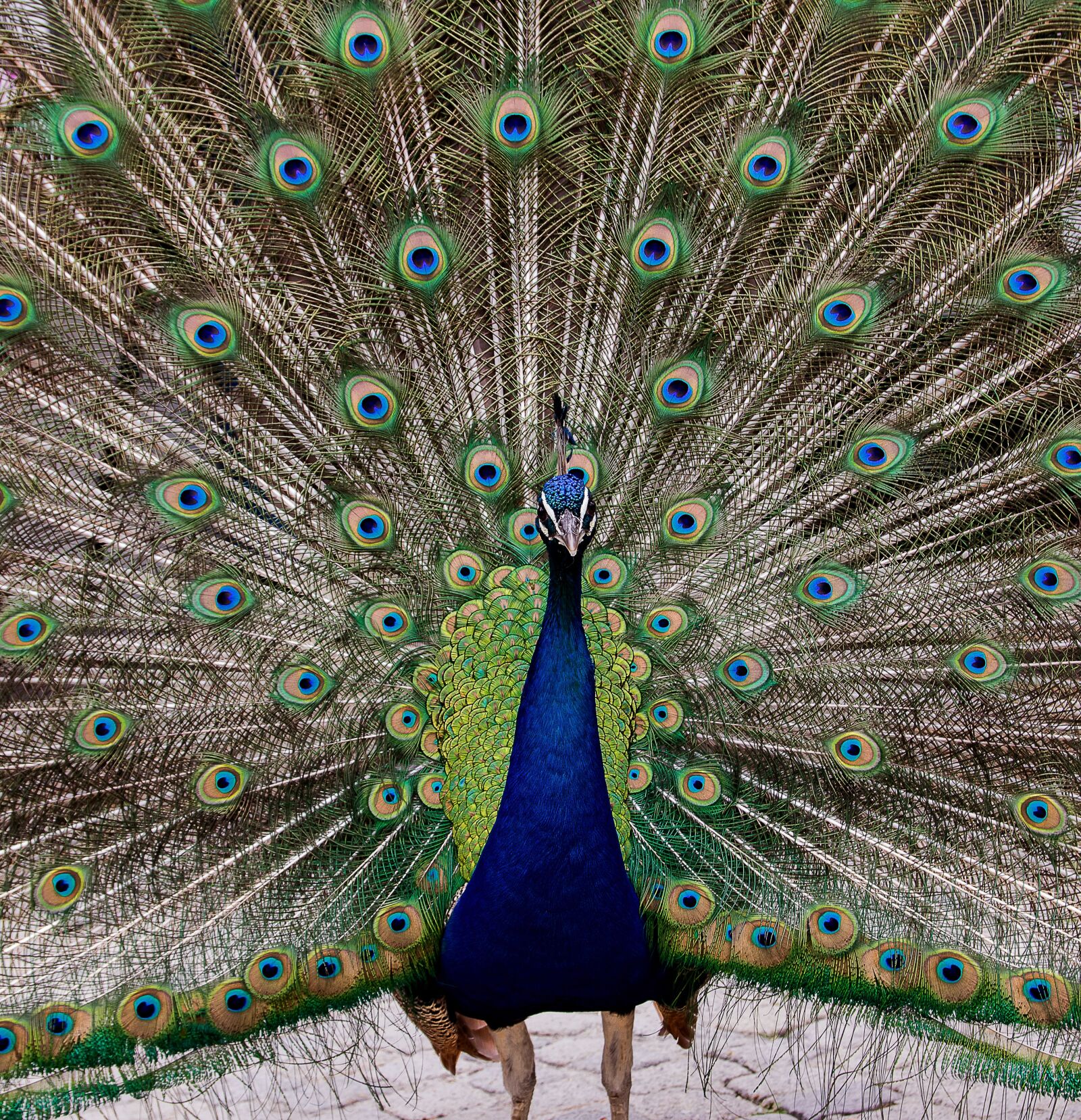 Canon EOS 80D sample photo. Peacock, bird, animal photography