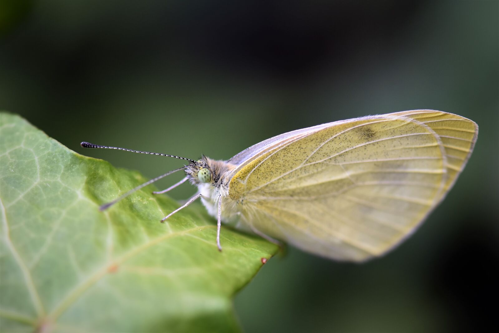 Nikon D5500 sample photo. Gonepteryx rhamni, butterfly, insect photography