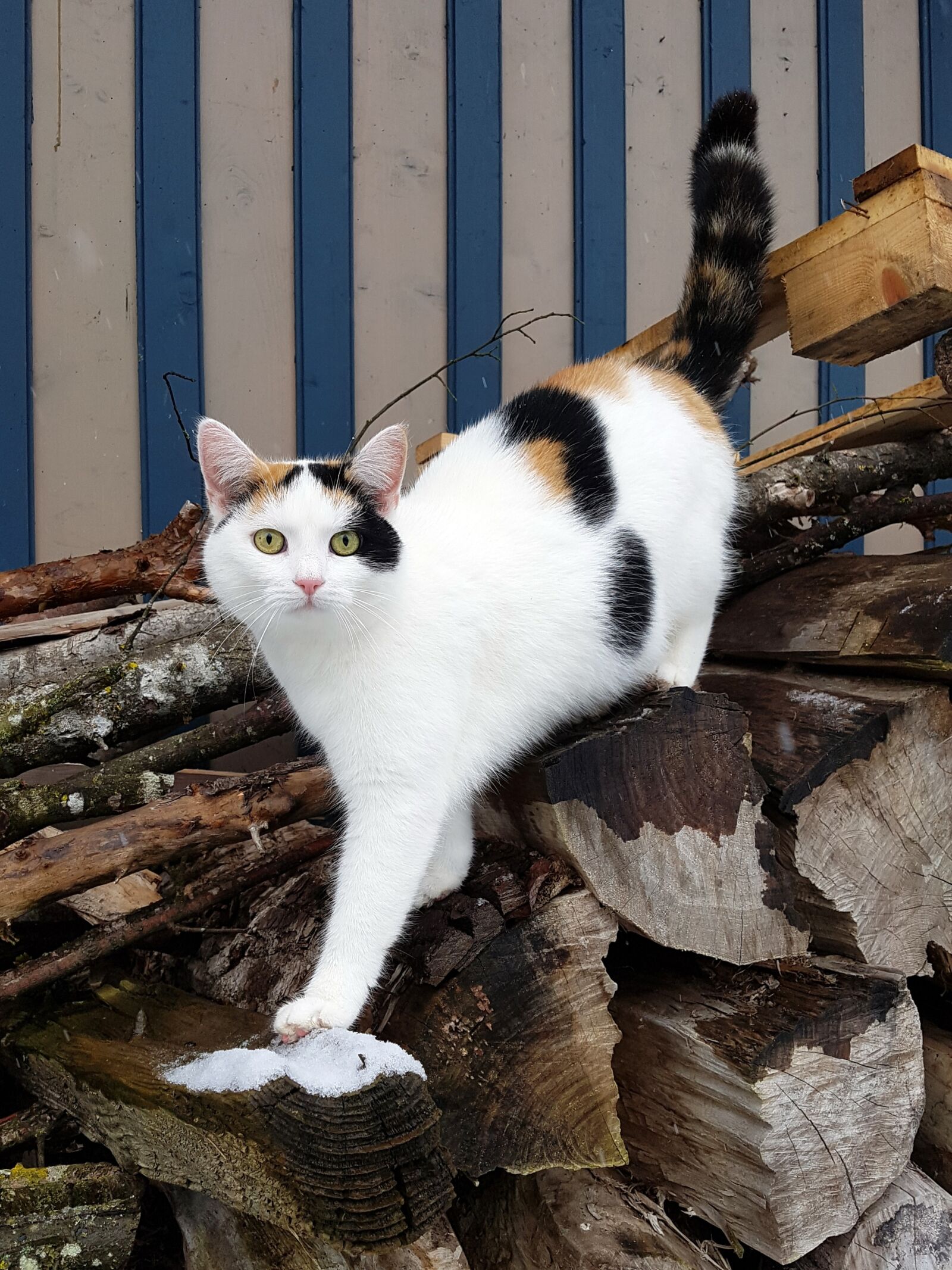 Samsung Galaxy S7 sample photo. Cat, fur, animal photography