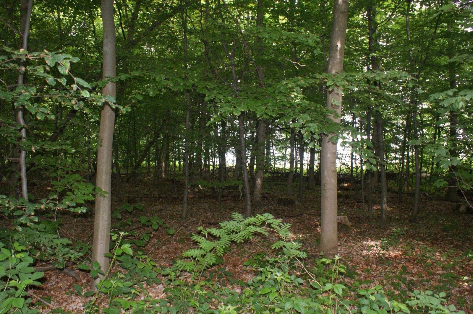 Sony Alpha DSLR-A350 sample photo. Forest, nature, forests photography