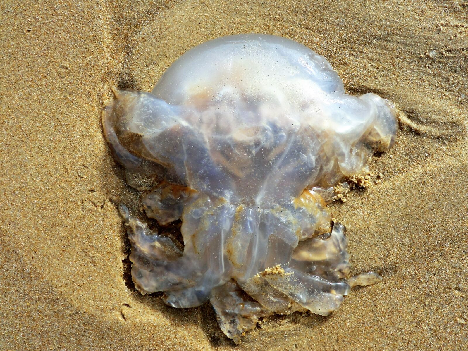 CASIO EX-Z800 sample photo. Animal, jellyfish, beach photography