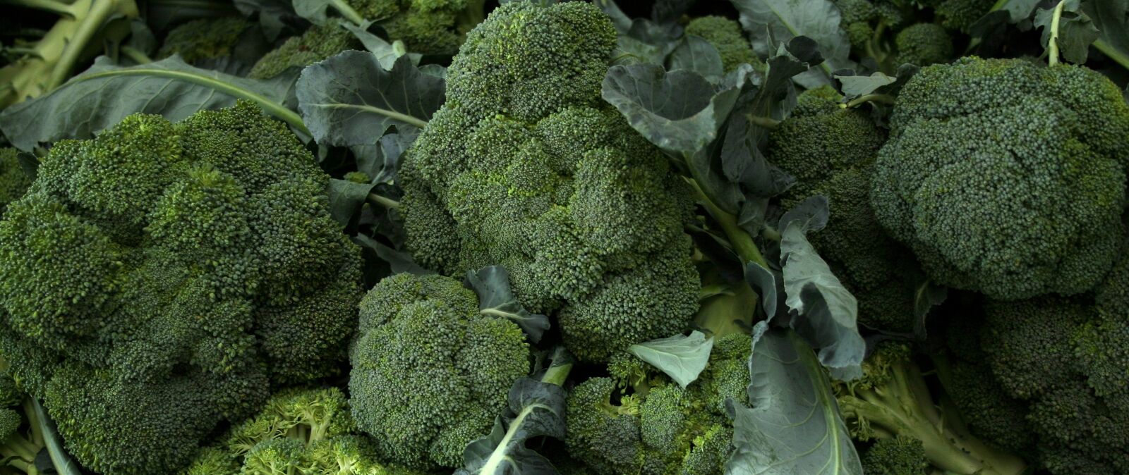 Canon EOS 20D sample photo. Cabbage, top, turnips photography
