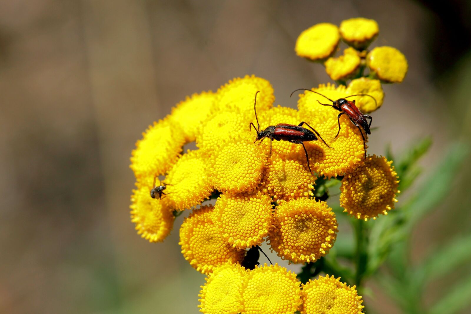 Canon EF-S 55-250mm F4-5.6 IS STM sample photo. Blossoms bock, tansy, beetle photography