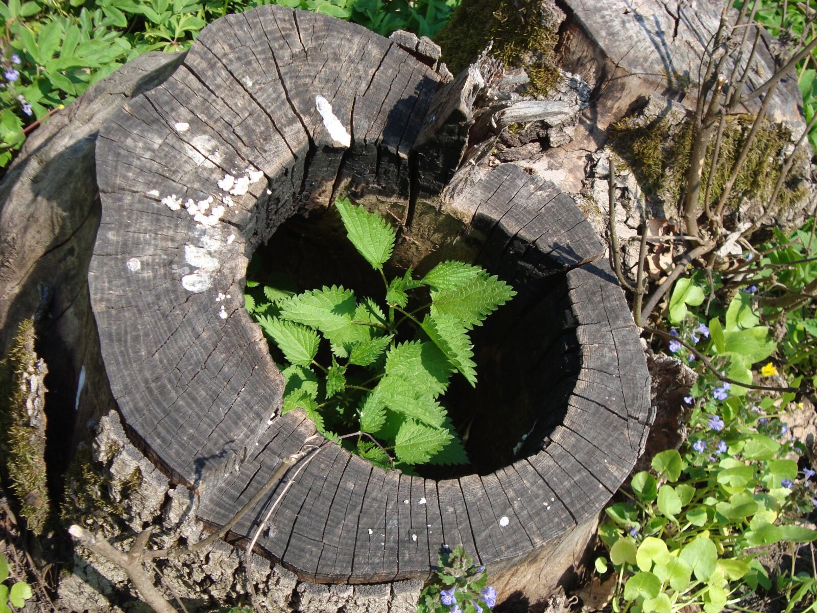 Sony Cyber-shot DSC-W120 sample photo. Stump, plant, forest photography