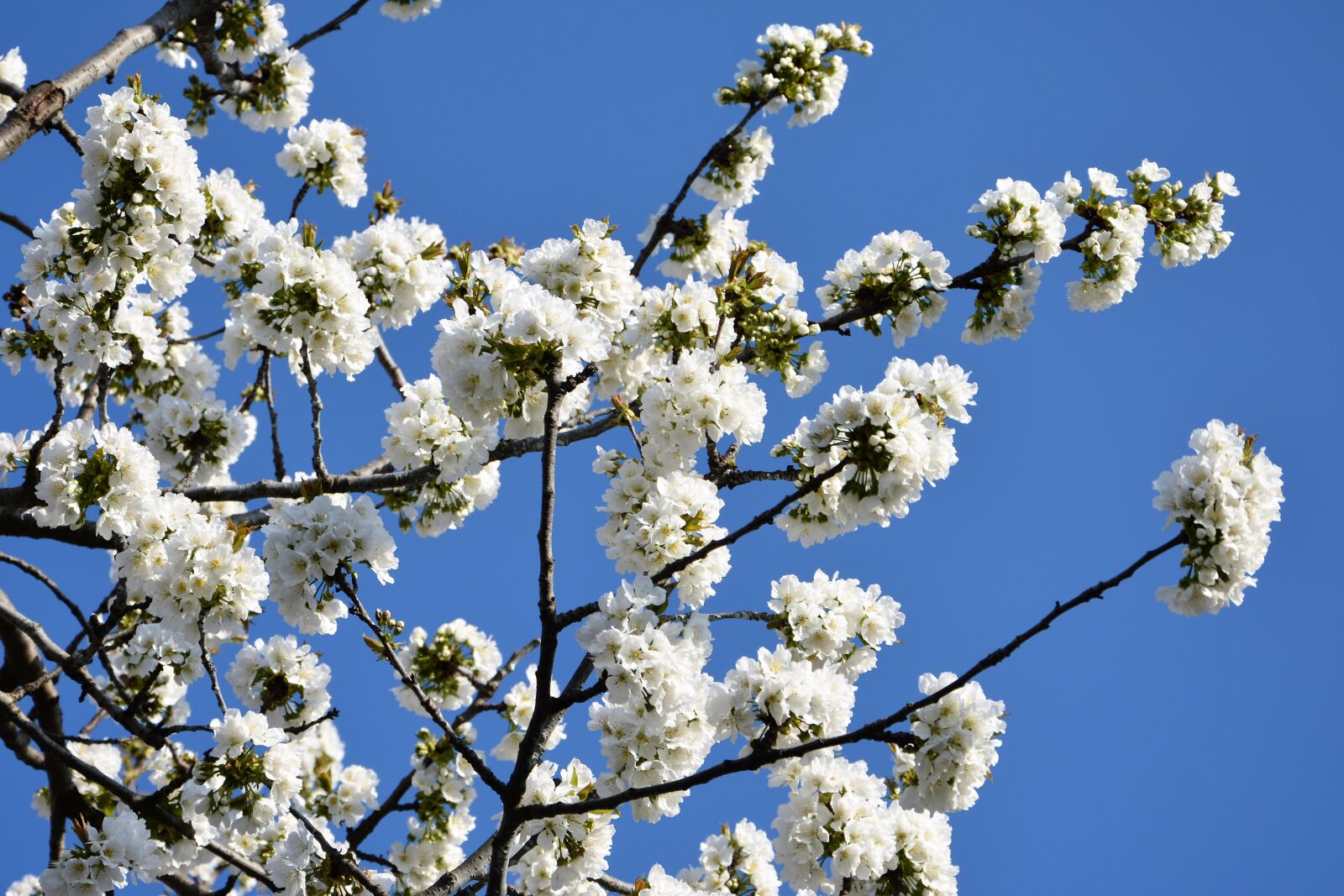 Nikon D7100 sample photo. Cherry, flower, sprig photography