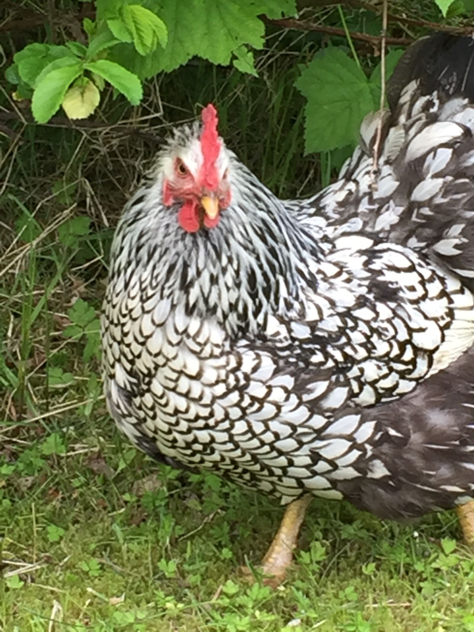 iPhone 6 back camera 4.15mm f/2.2 sample photo. Rooster, chicken, animals photography