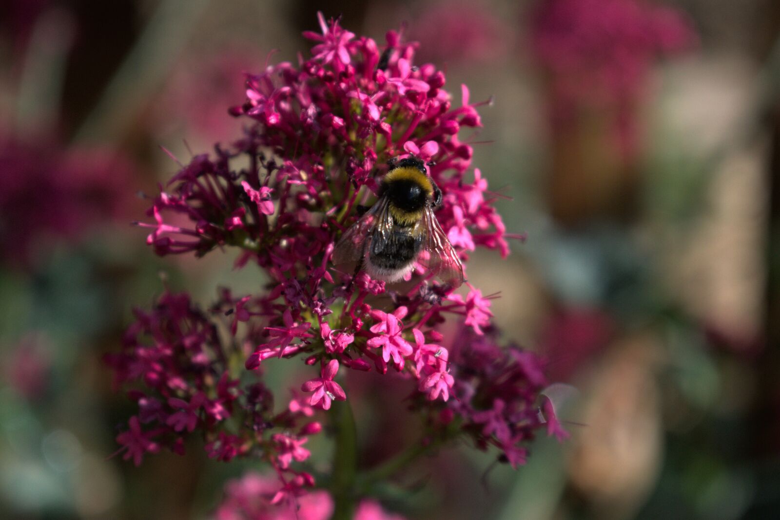 Nikon D3400 sample photo. Bee, flower, garden photography