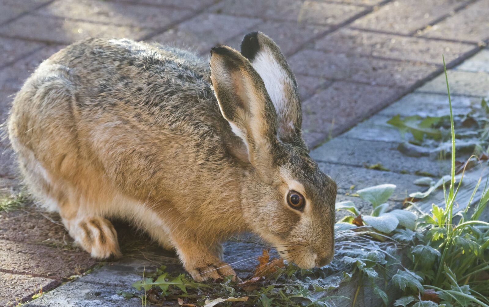 Canon EF 100-400mm F4.5-5.6L IS USM sample photo. Rabbit, brown hare, animal photography