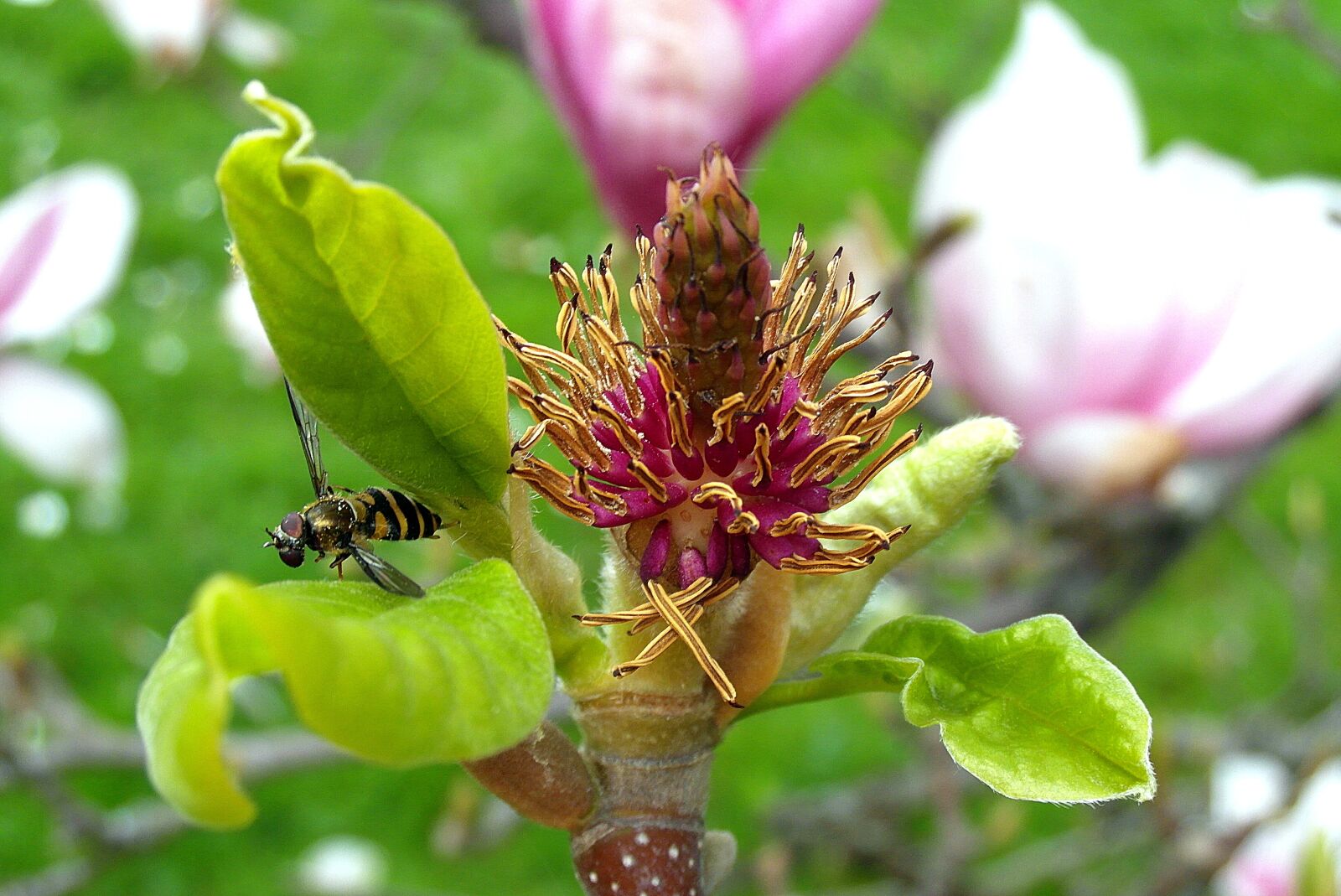 Samsung WB750 sample photo. Magnolia, bowl magnolia, stamens photography