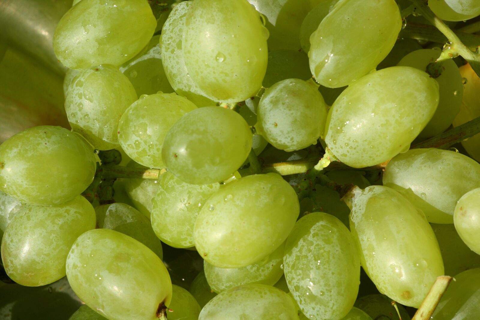 Canon EOS 450D (EOS Rebel XSi / EOS Kiss X2) sample photo. Grapes, fruit, wine photography