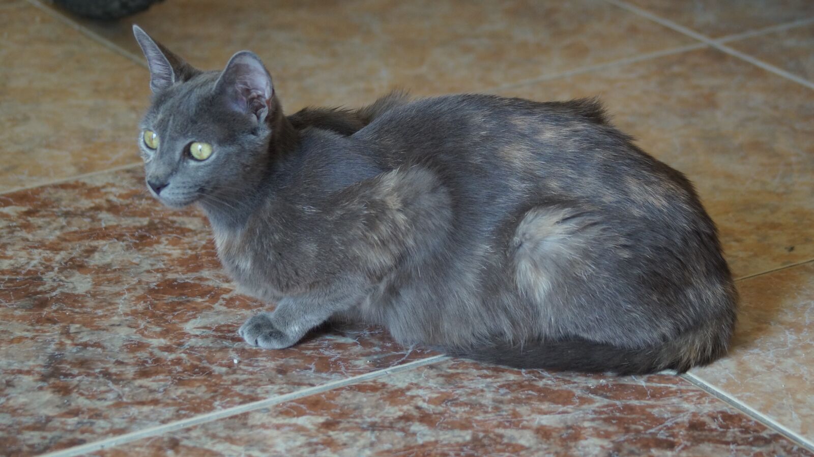 Sony SLT-A58 sample photo. Animal, cat, hunter photography