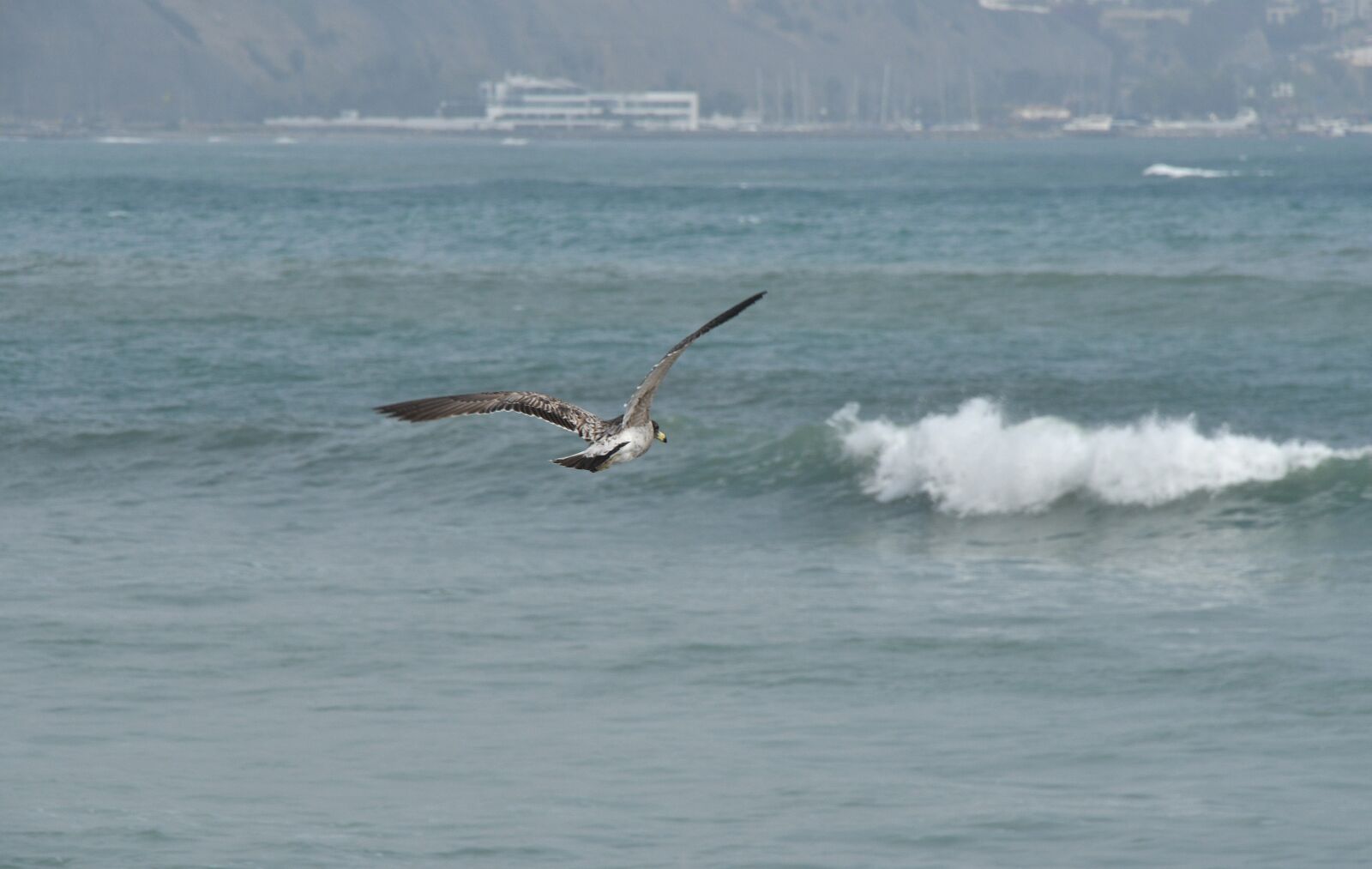 Nikon D500 sample photo. Bird, flying, beach photography
