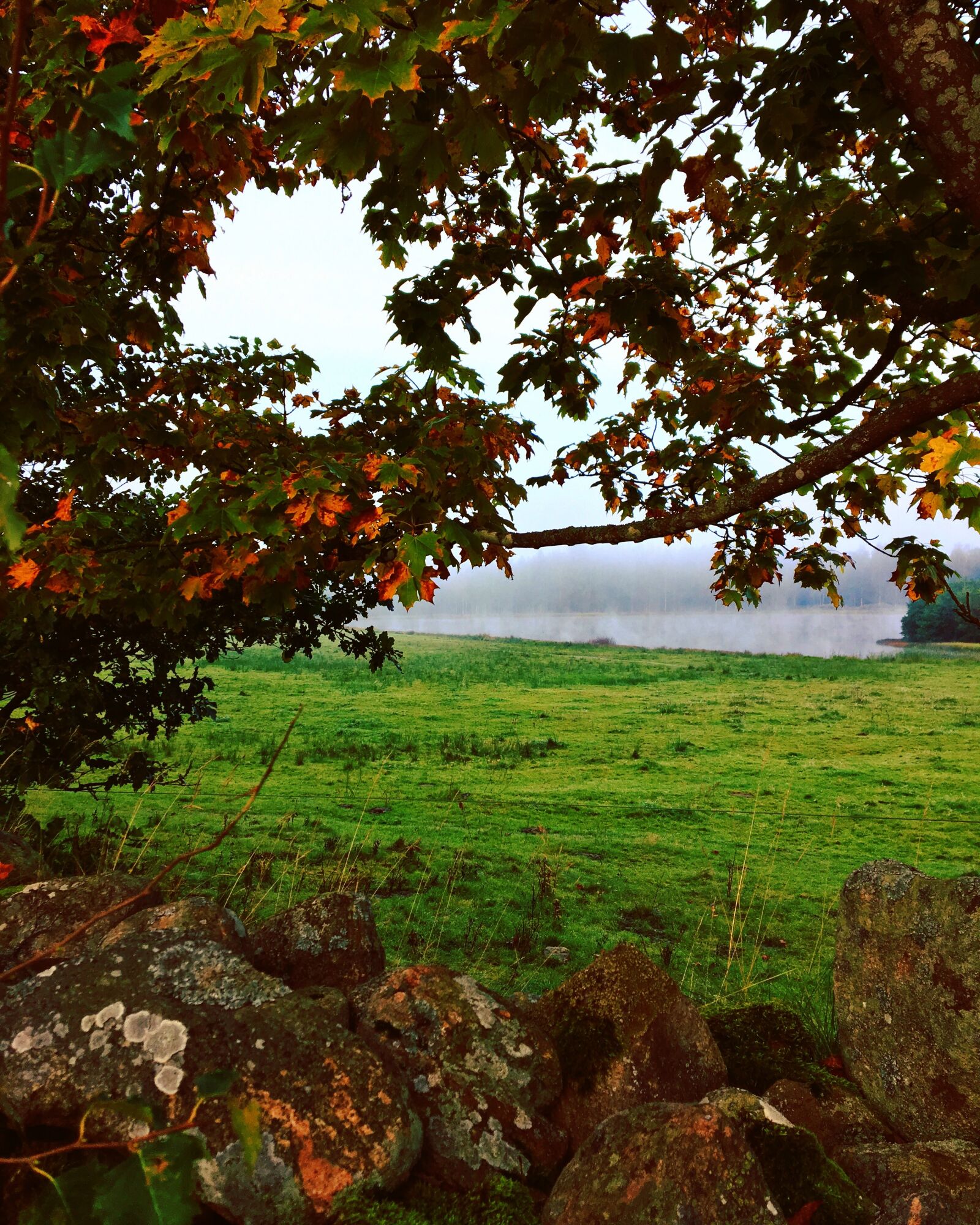 Apple iPhone 6s sample photo. Colors, mist, light photography