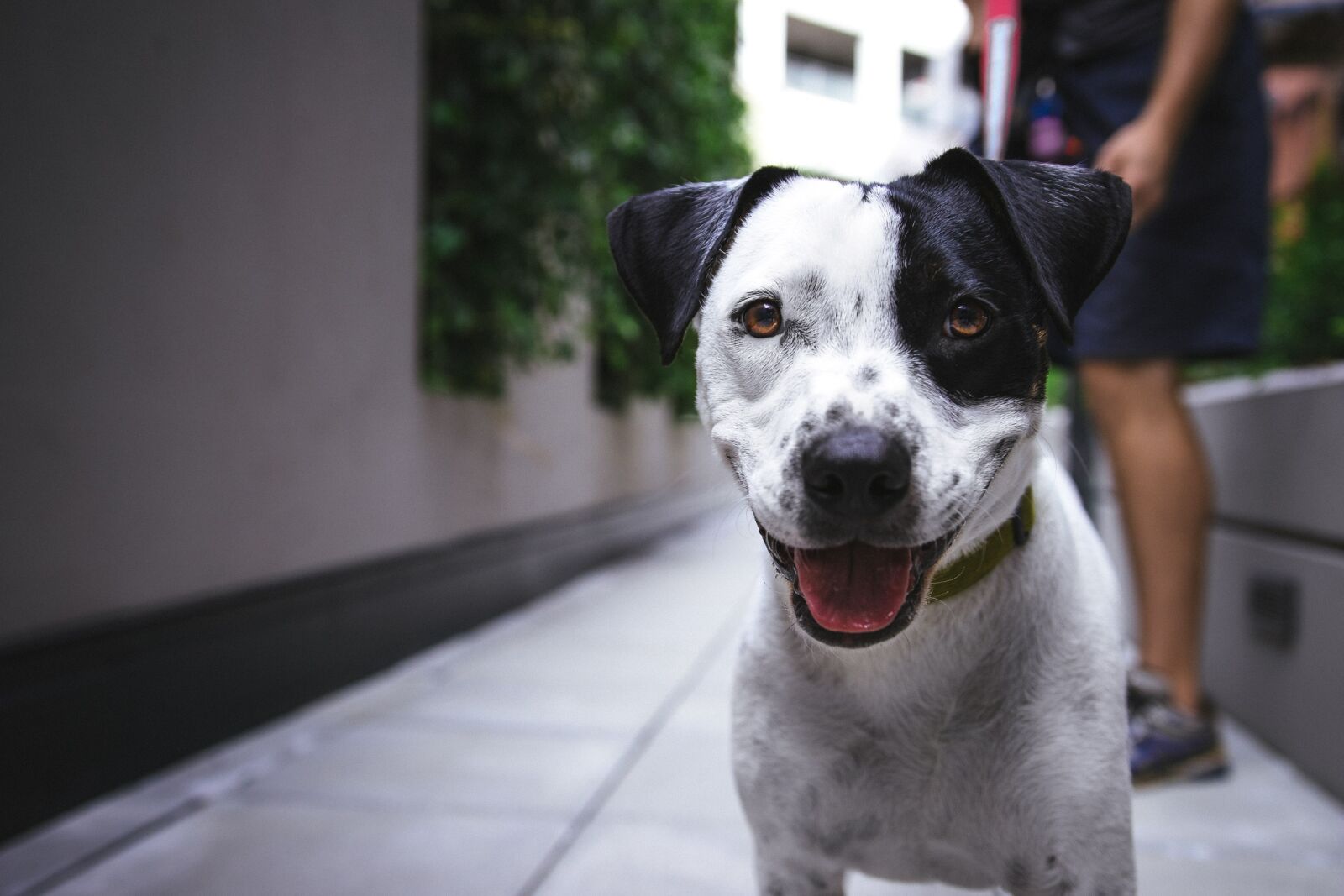 Canon EOS 80D sample photo. Adorable, dog, animal photography