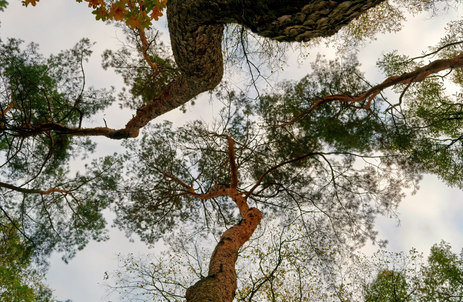Nikon D3100 sample photo. Trees, nature, forest photography