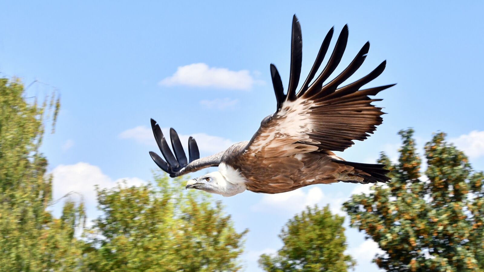 Nikon D500 sample photo. Vulture, raptor, flight photography