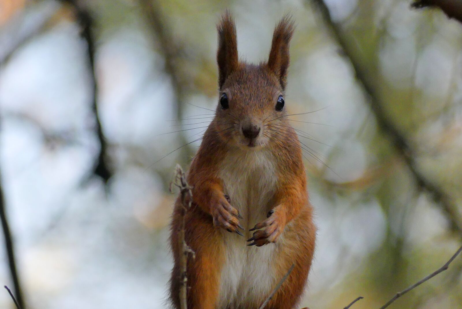 Panasonic Lumix DMC-FZ300 sample photo. Krak w, the squirrel photography