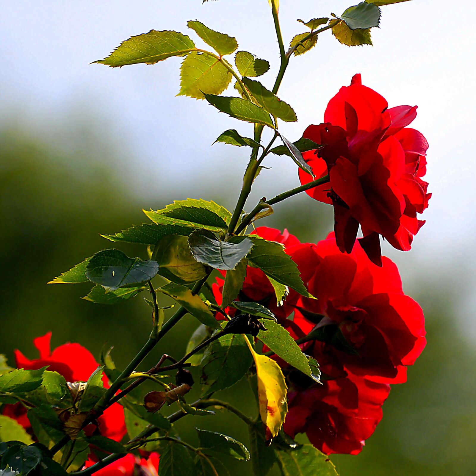 Nikon D3200 sample photo. Rose, bush, blossom photography