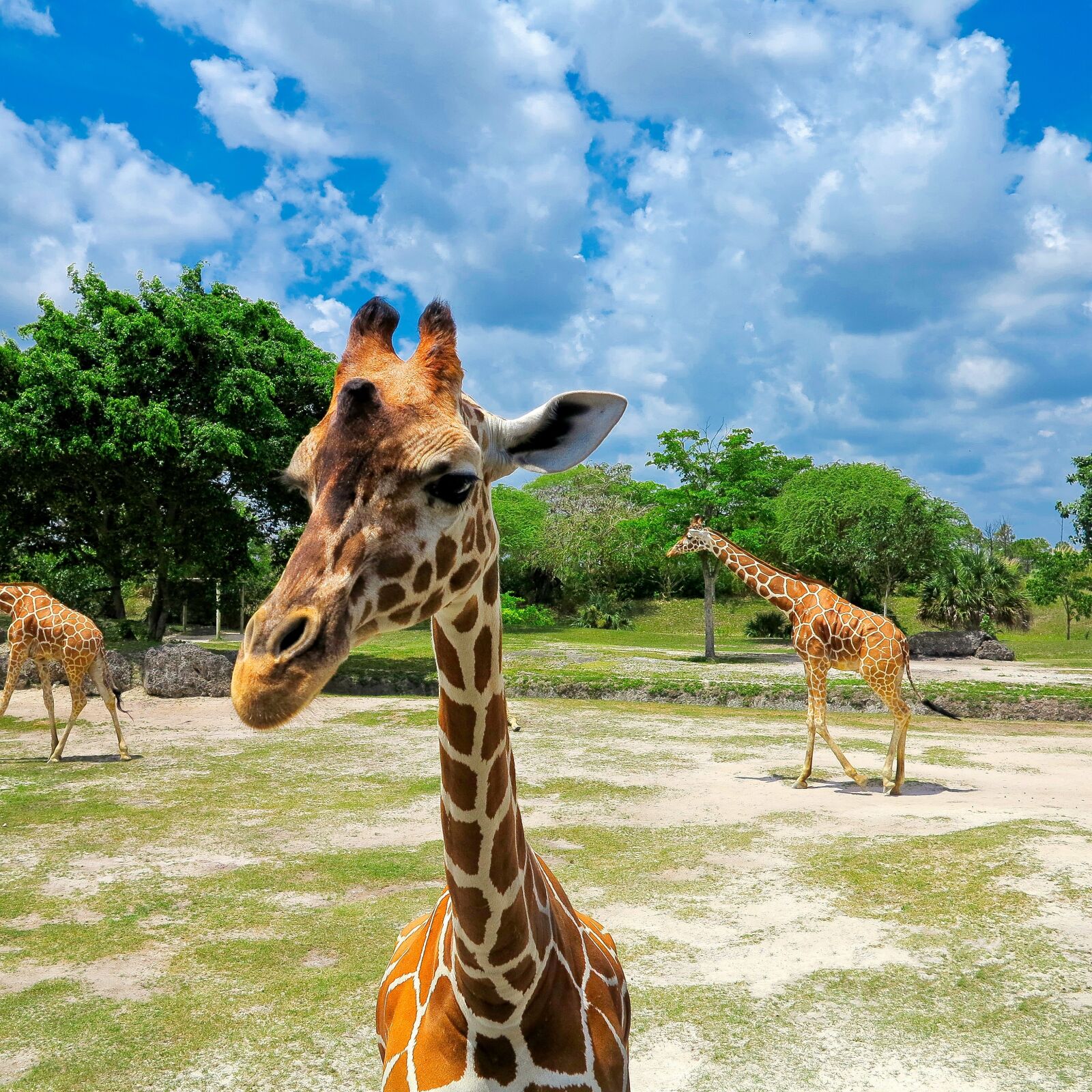 Canon PowerShot G1 X sample photo. Zoo, giraffe, animal photography