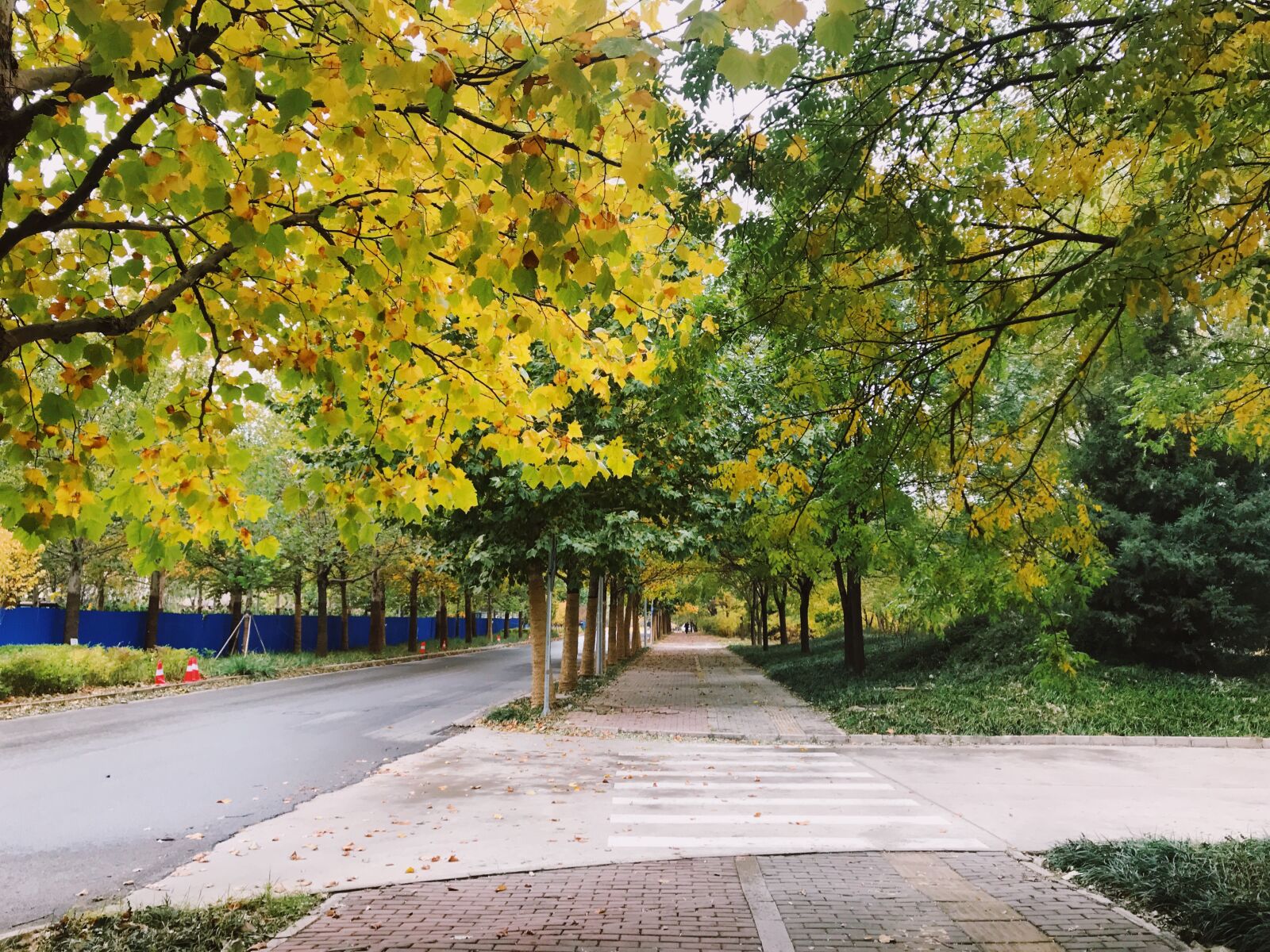 iPhone 7 Plus back camera 3.99mm f/1.8 sample photo. Tree, street, spring photography