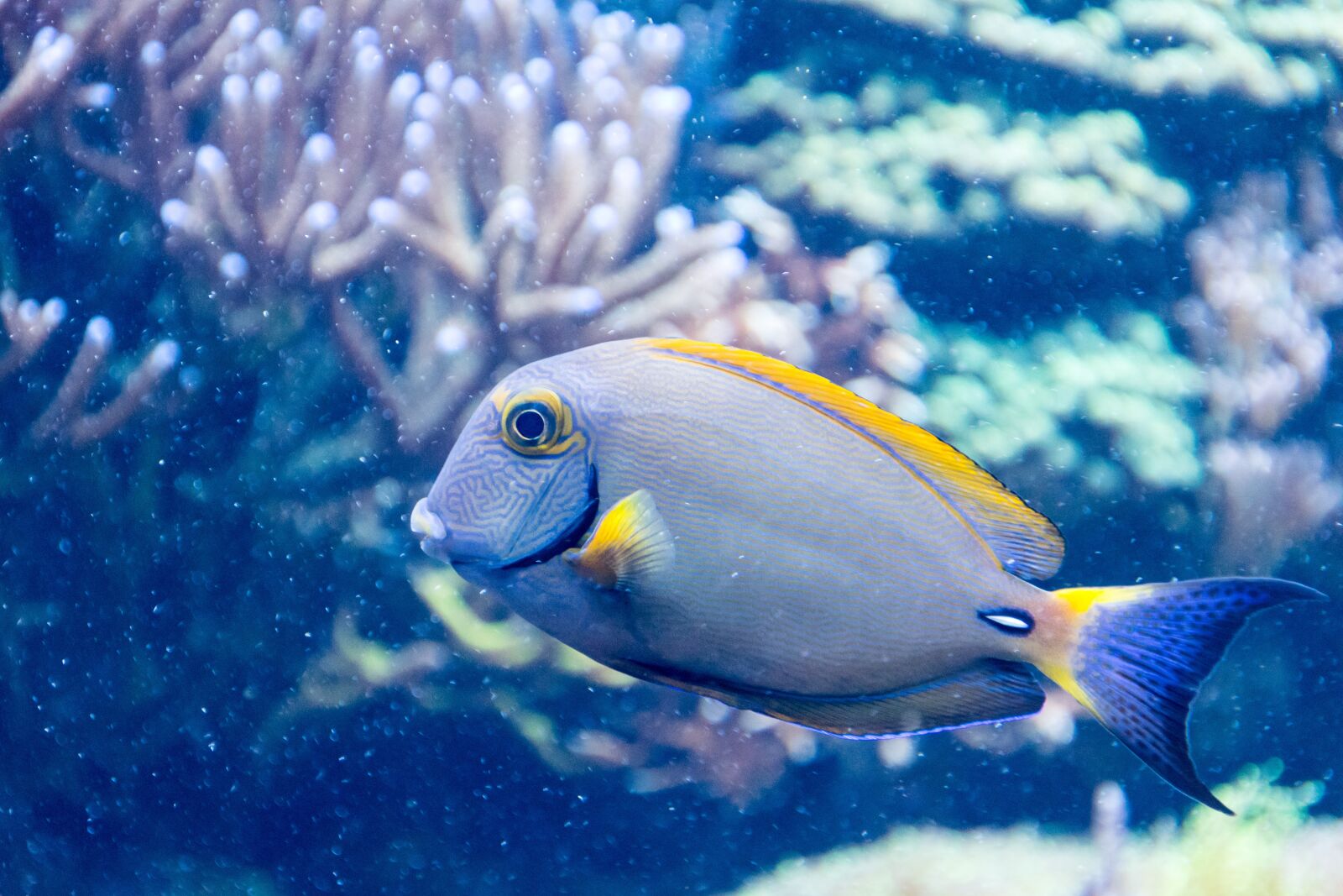 Nikon D3300 sample photo. Grey, and, yellow, salt photography